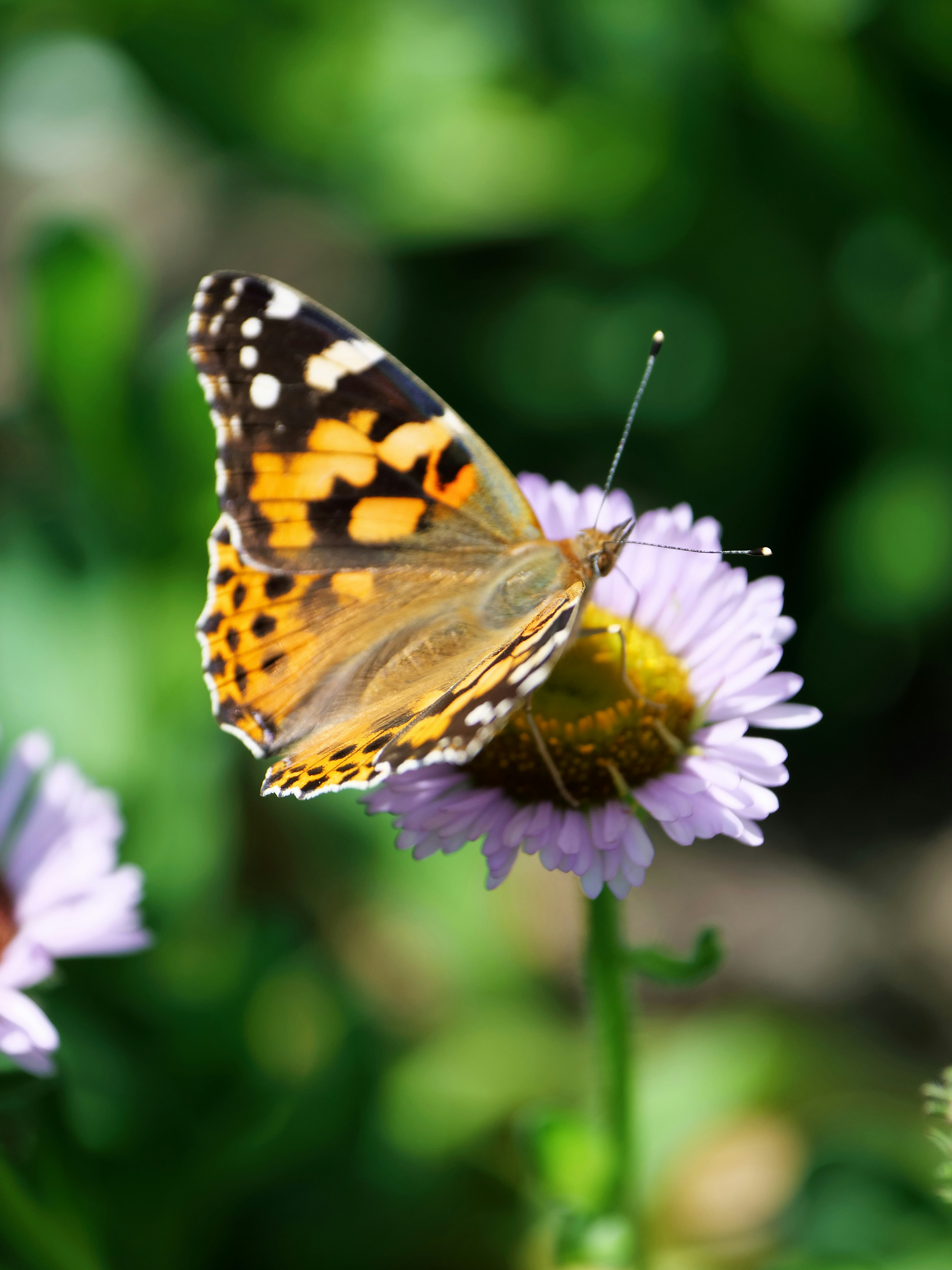 Photo by balmy_sunset