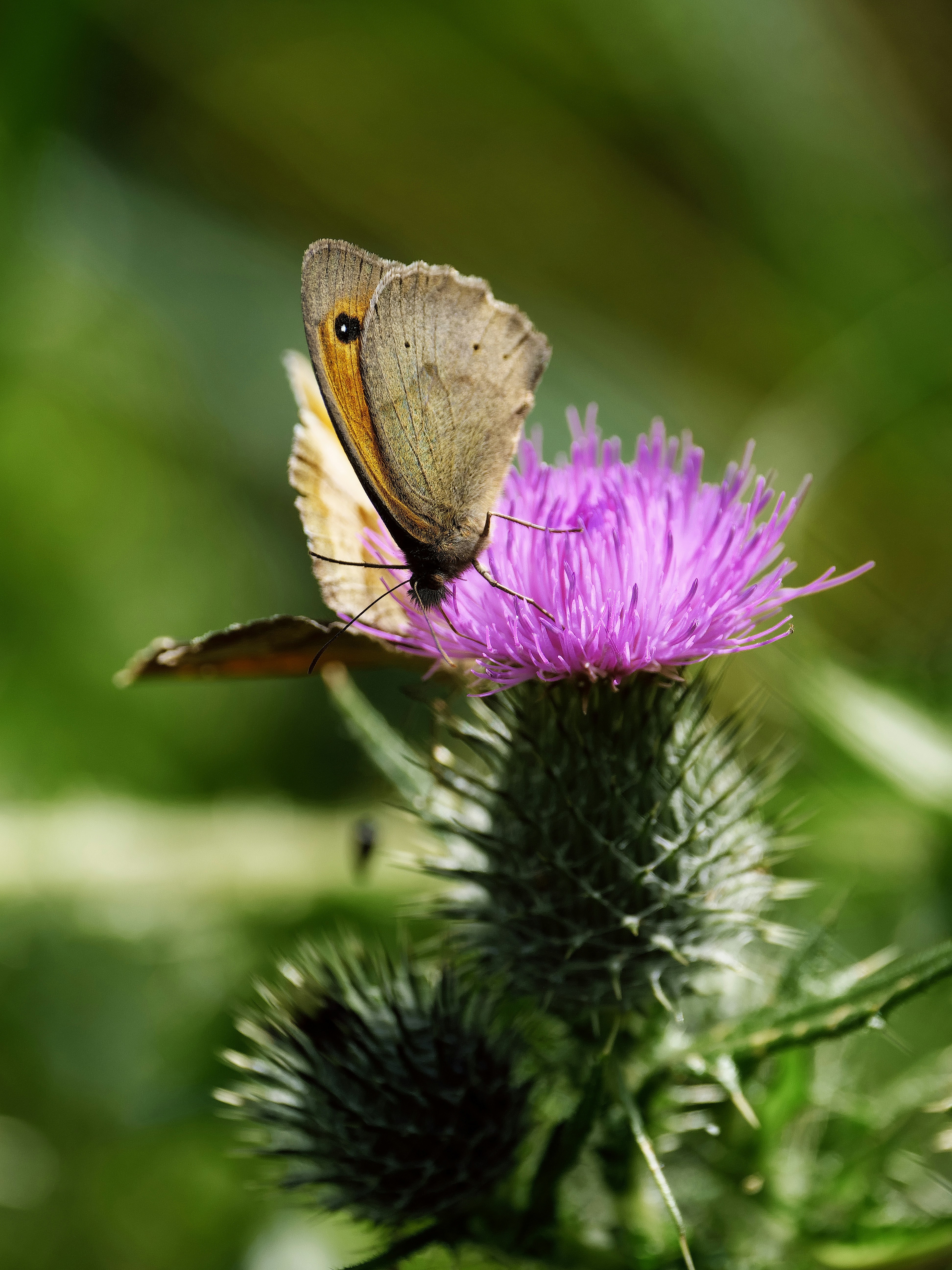 Photo by balmy_sunset