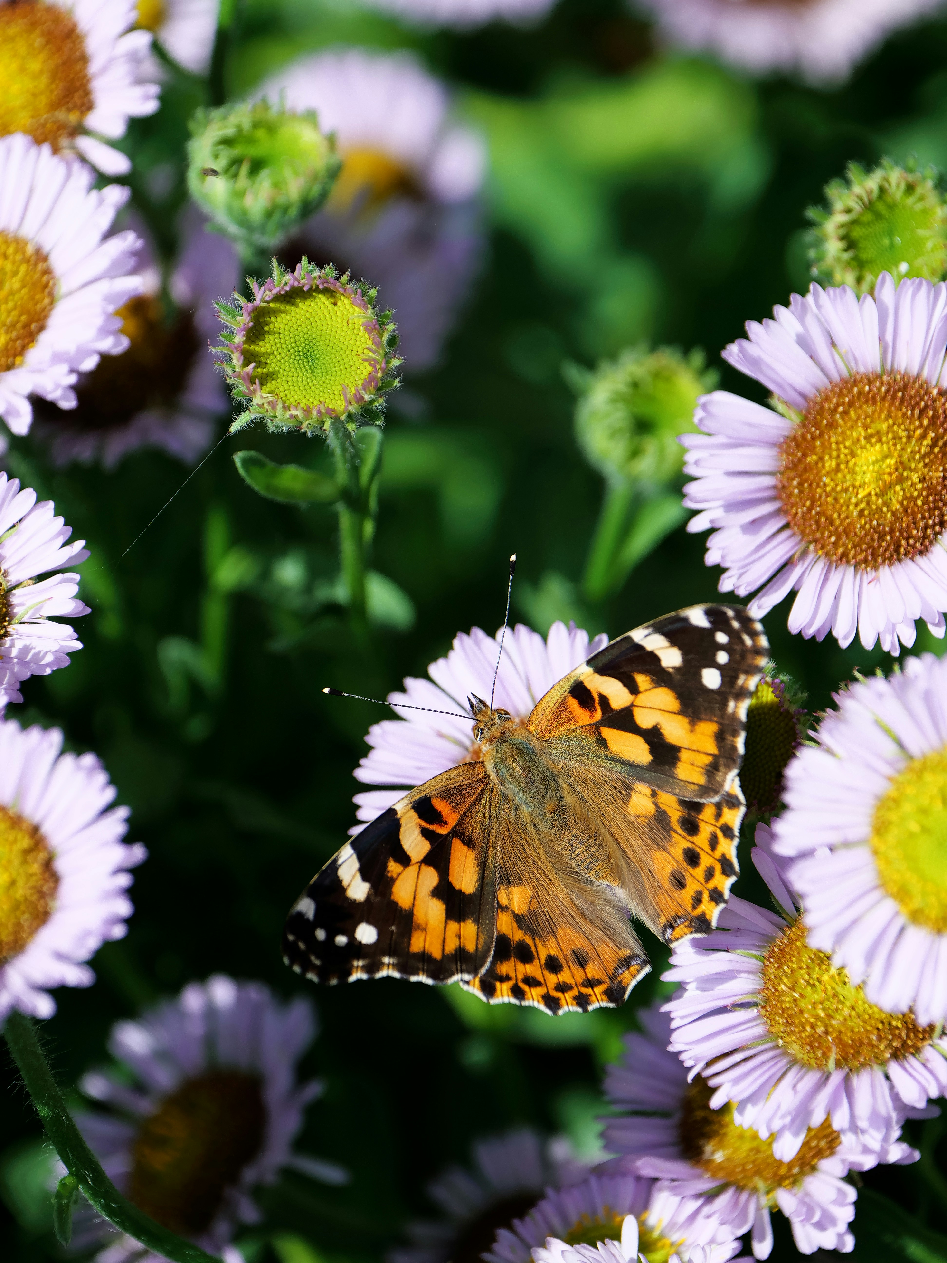 Photo by balmy_sunset