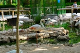 Flamingos stand near a pond in a zoo.