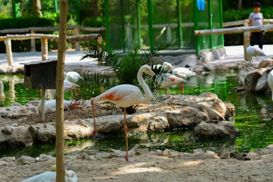 Flamingos stand near a pond in a zoo.