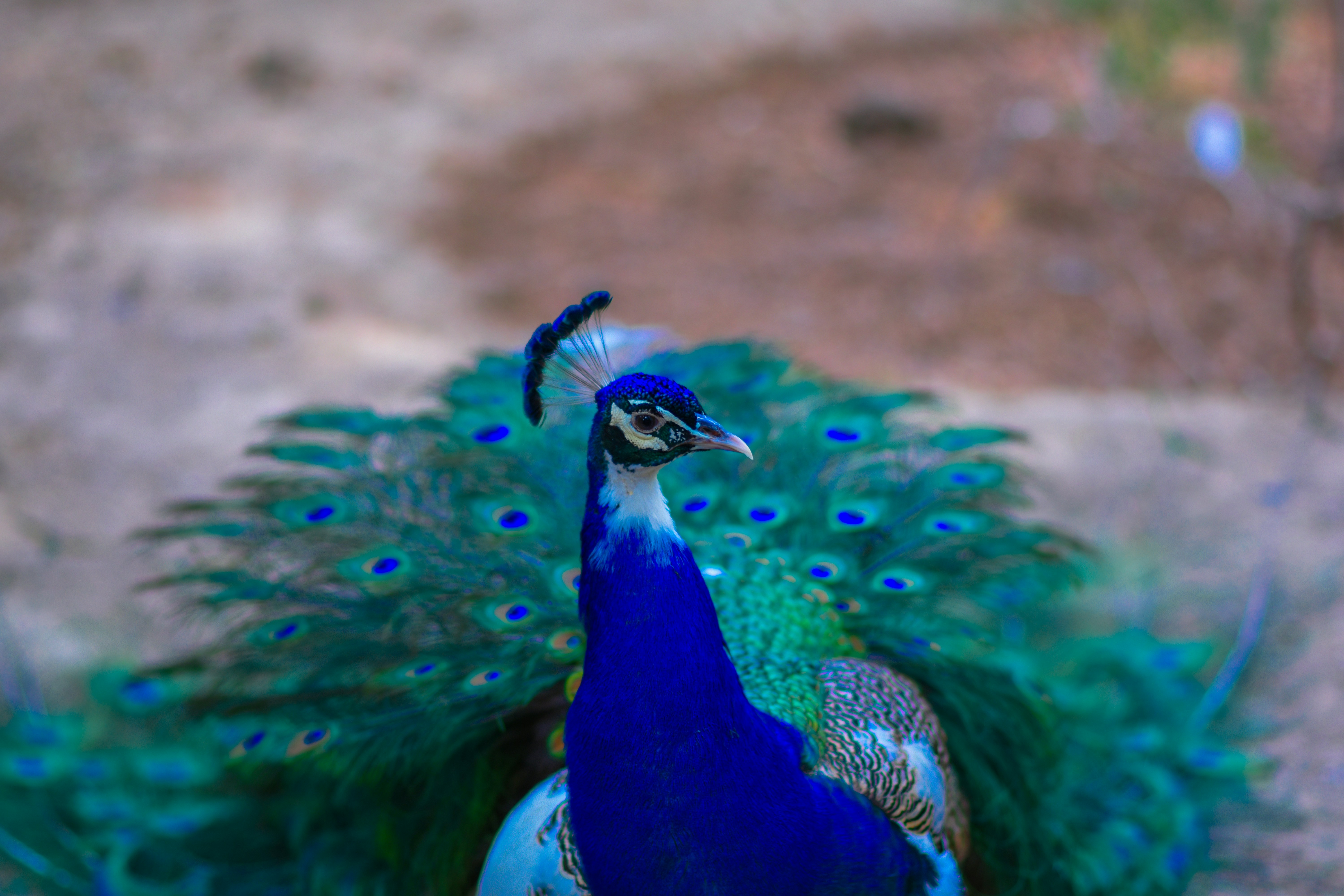 Photo by niloufar1996