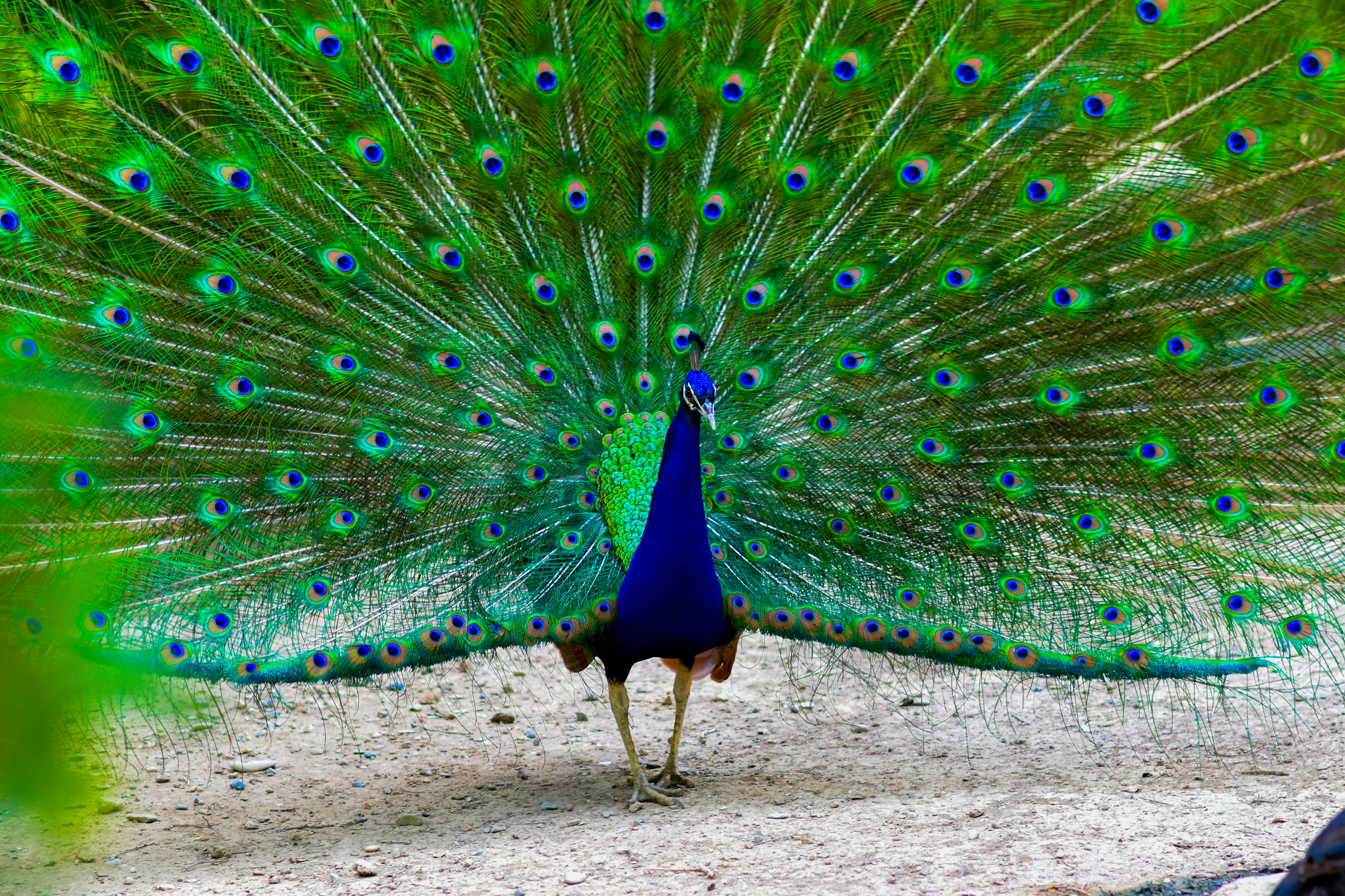 Photo by niloufar1996