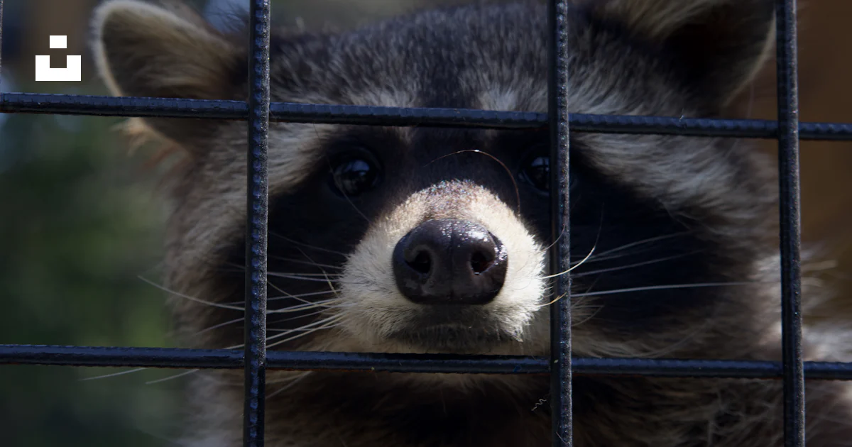 A raccoon peers through the metal bars. photo – Free Image on Unsplash