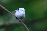A cute bird sits perched on a branch.
