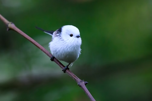 A cute bird sits perched on a branch.