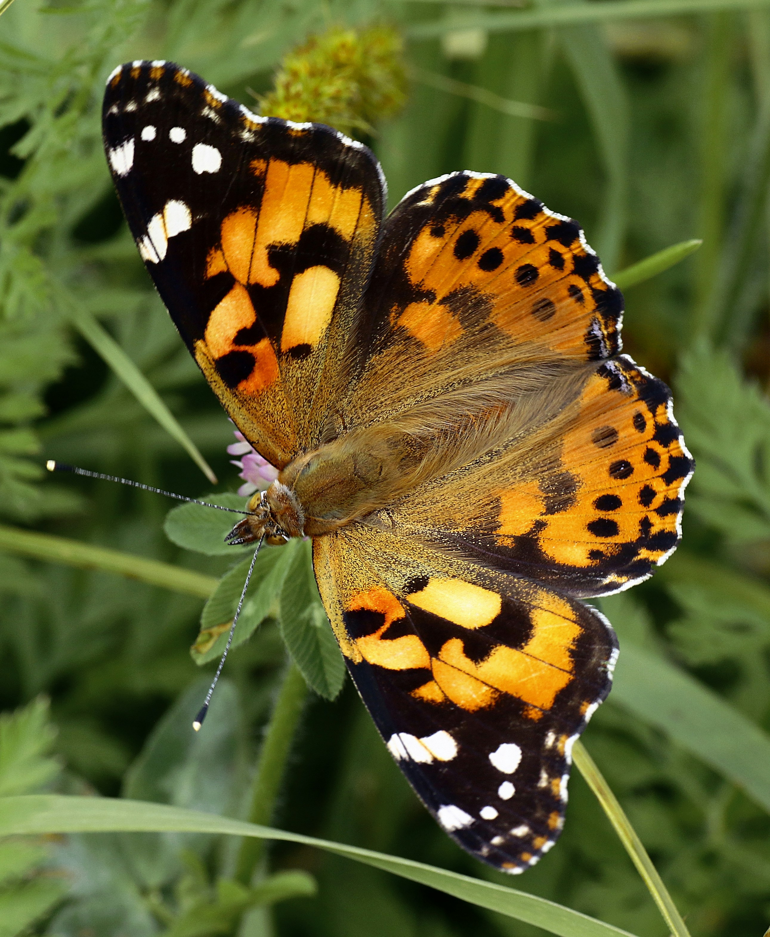 Photo by telliottmbamsc