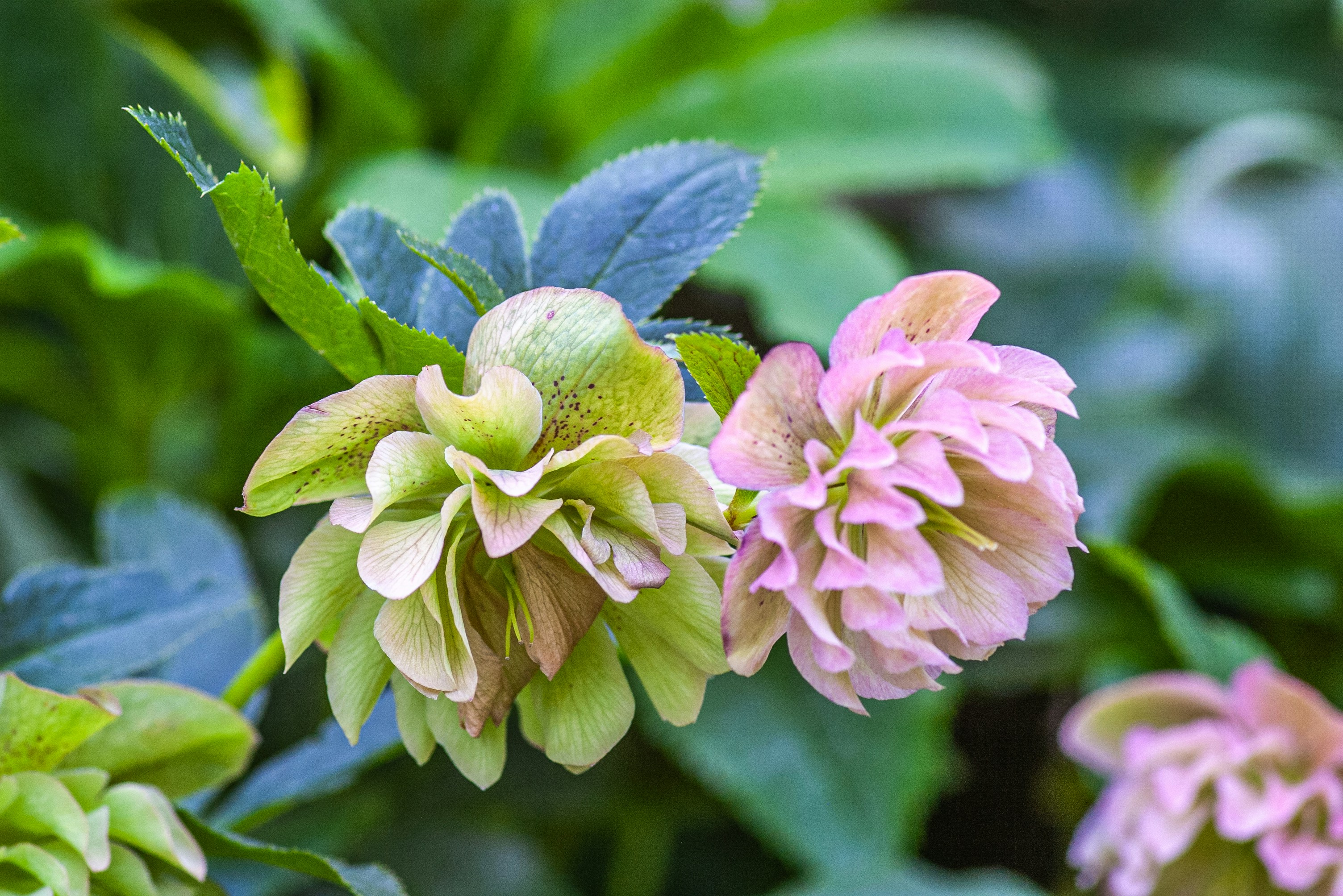 Florecen flores de eléboro de color rosa suave y verde. foto – Imagen de  Flores gratuita en Unsplash, image size:3000x2003
