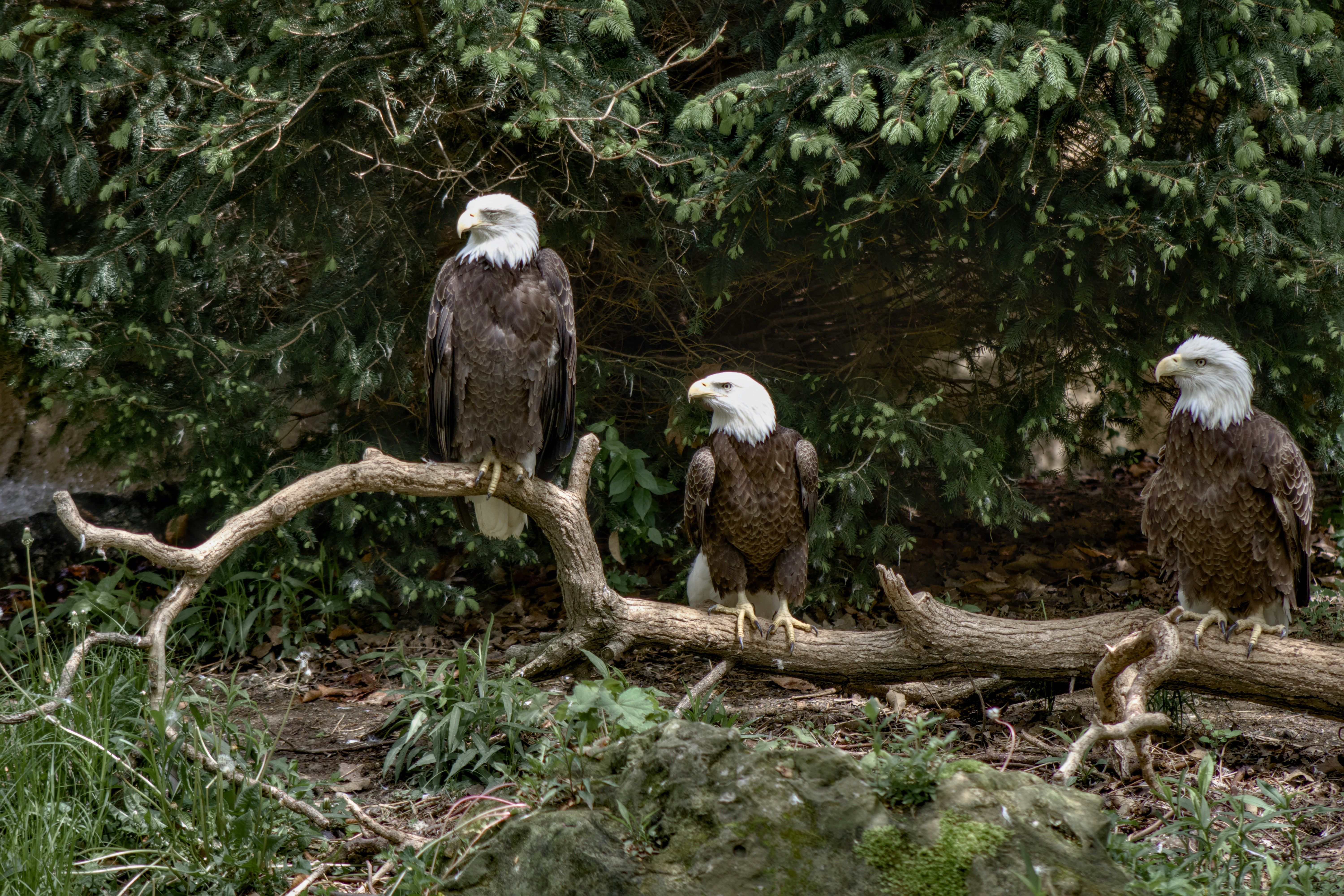 Three bald eagles sitting on a log on a sunny spring afternoon.