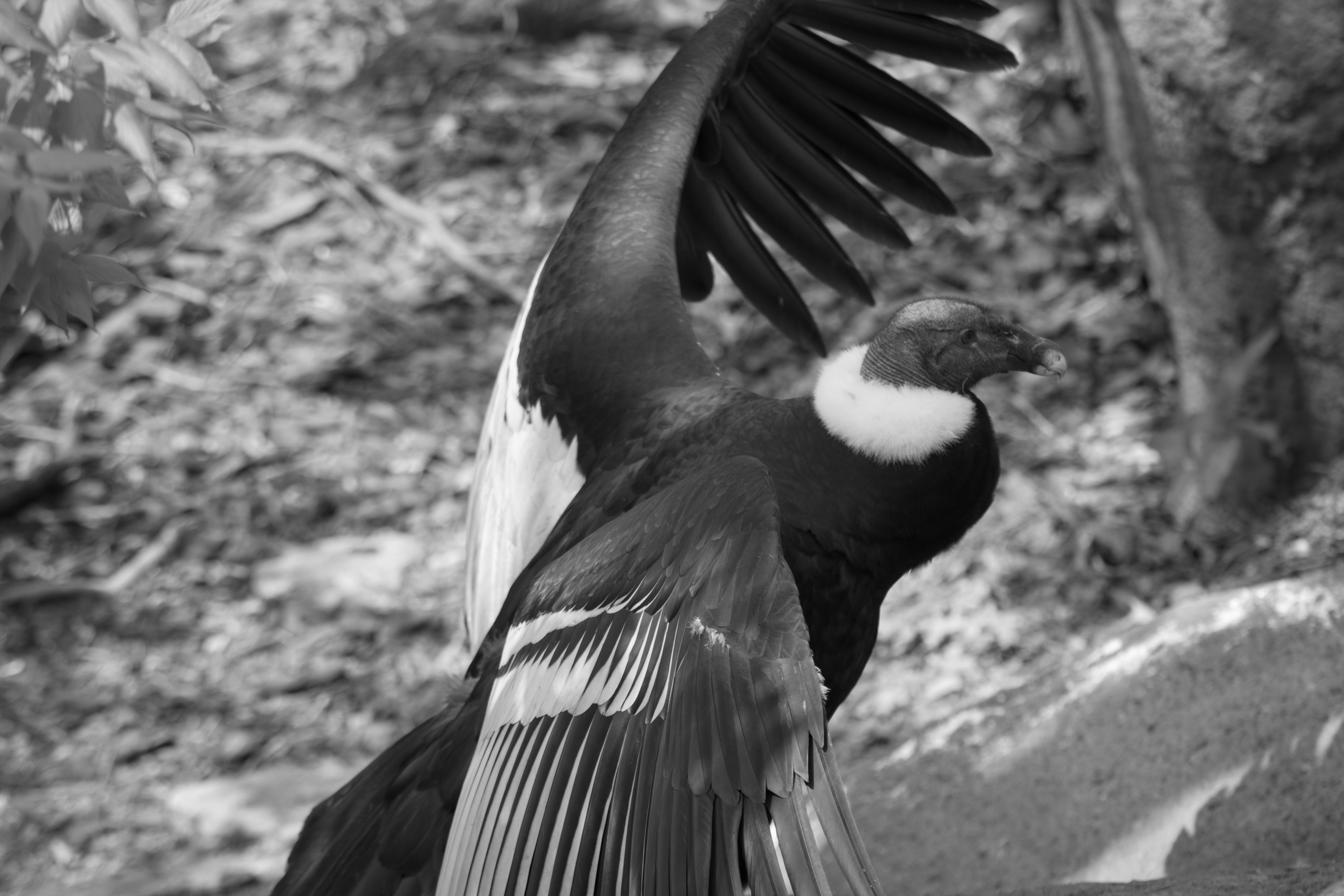 Andean Condor Algorithm