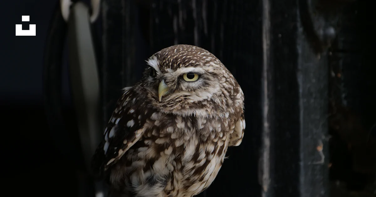 Un pequeño búho se posa sobre una estructura de madera. foto – Imagen ...
