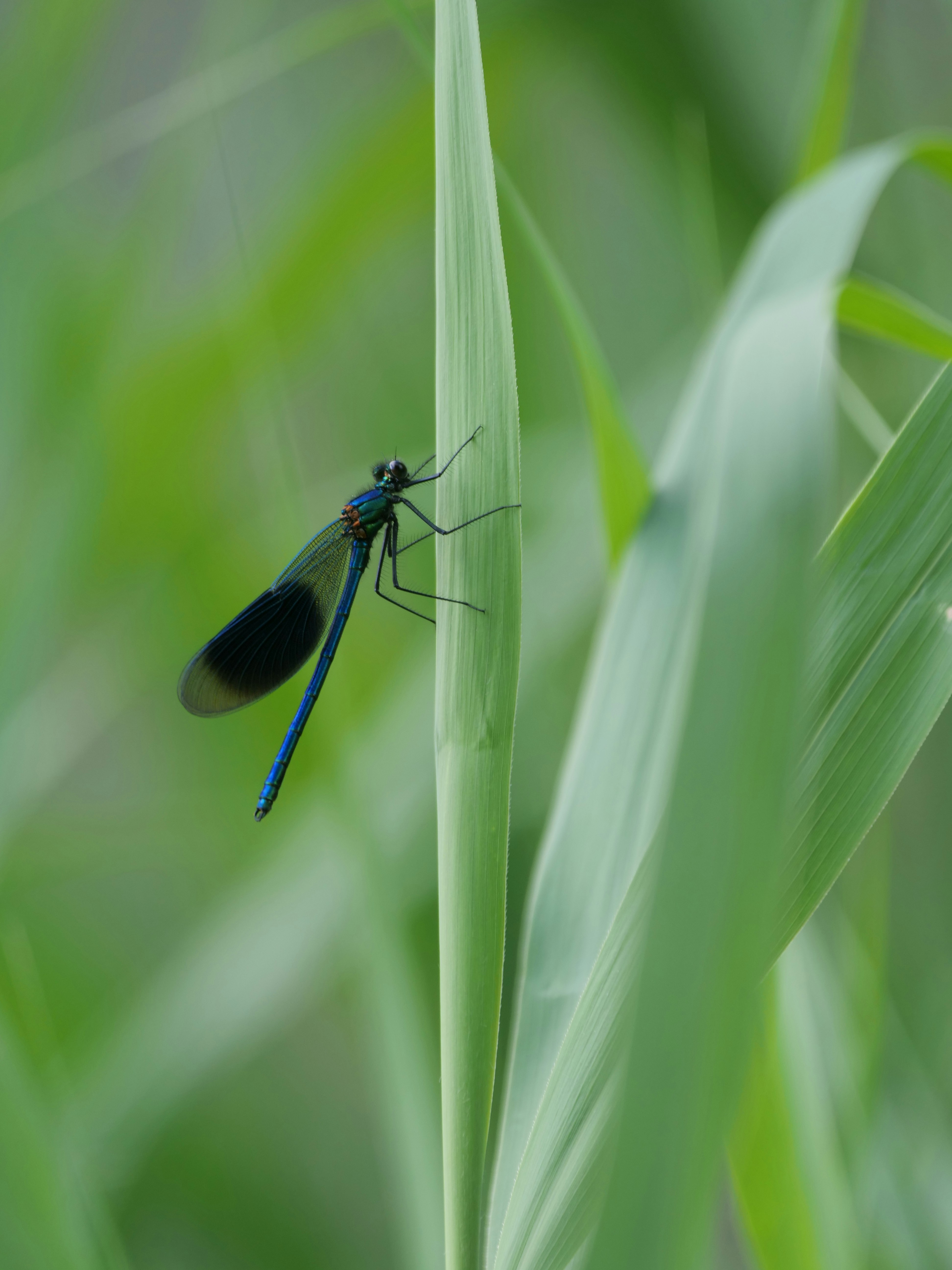 Photo by balmy_sunset