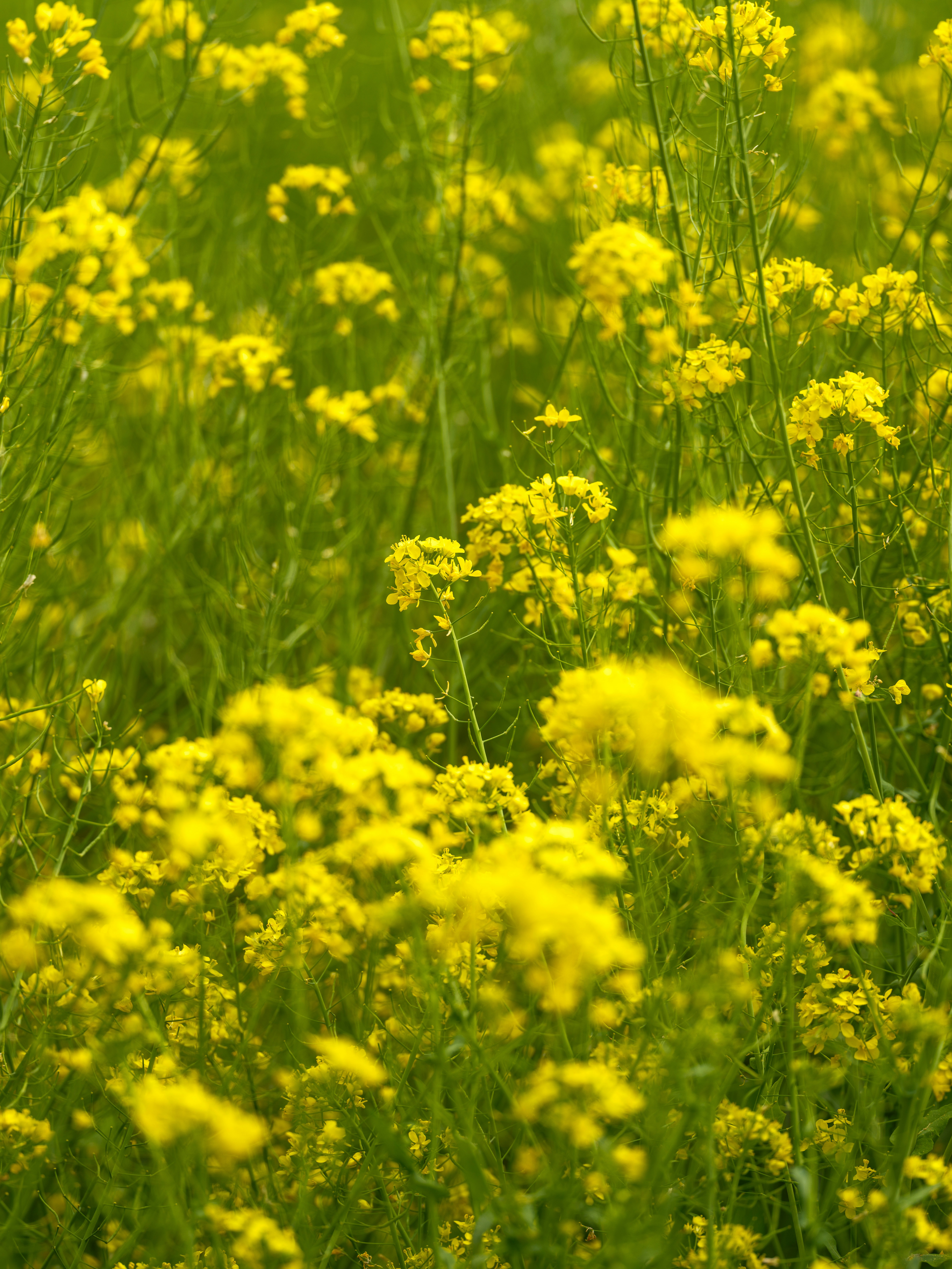 Photo by haberdoedas