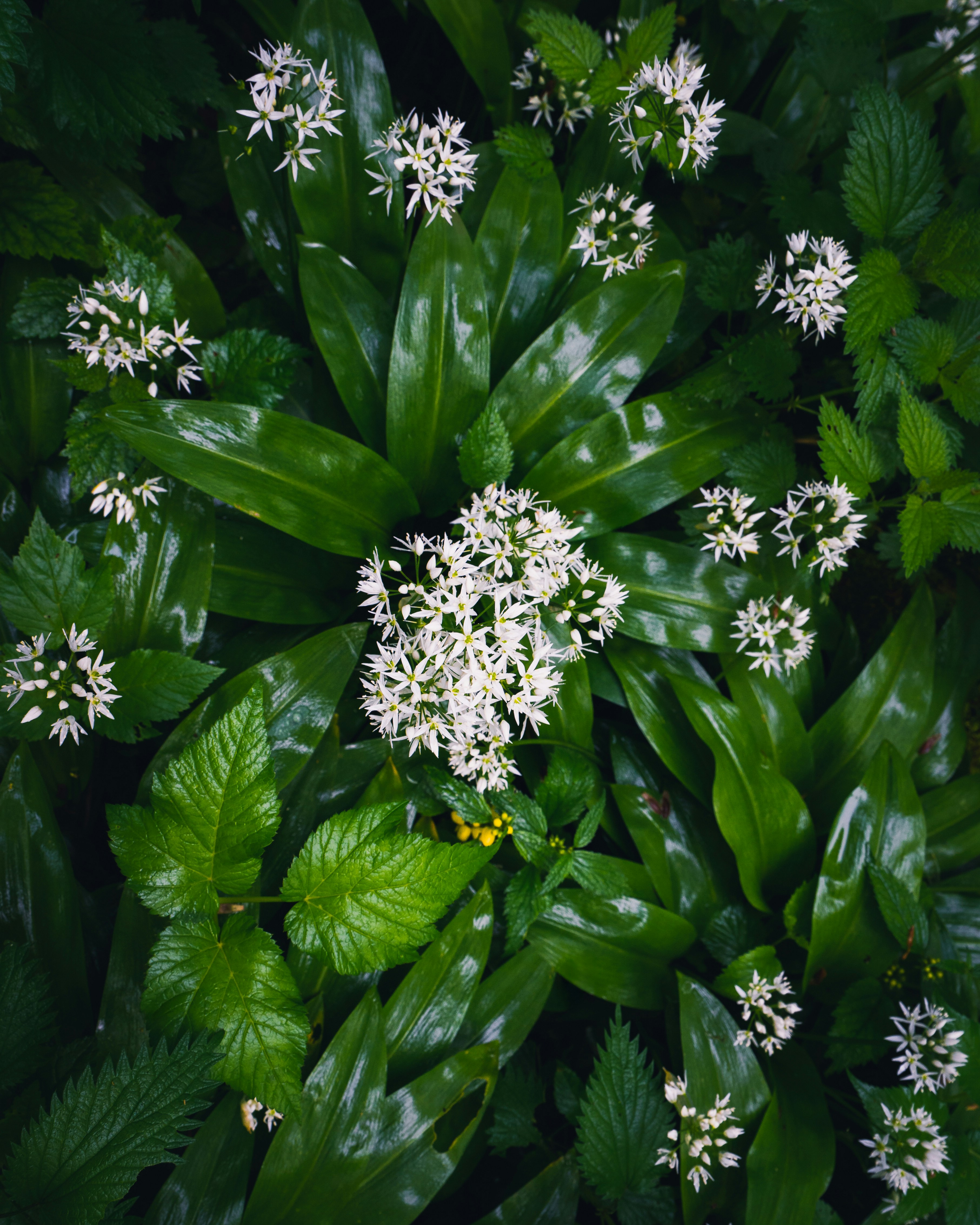 Wild garlic flowers bloom among vibrant green leaves.