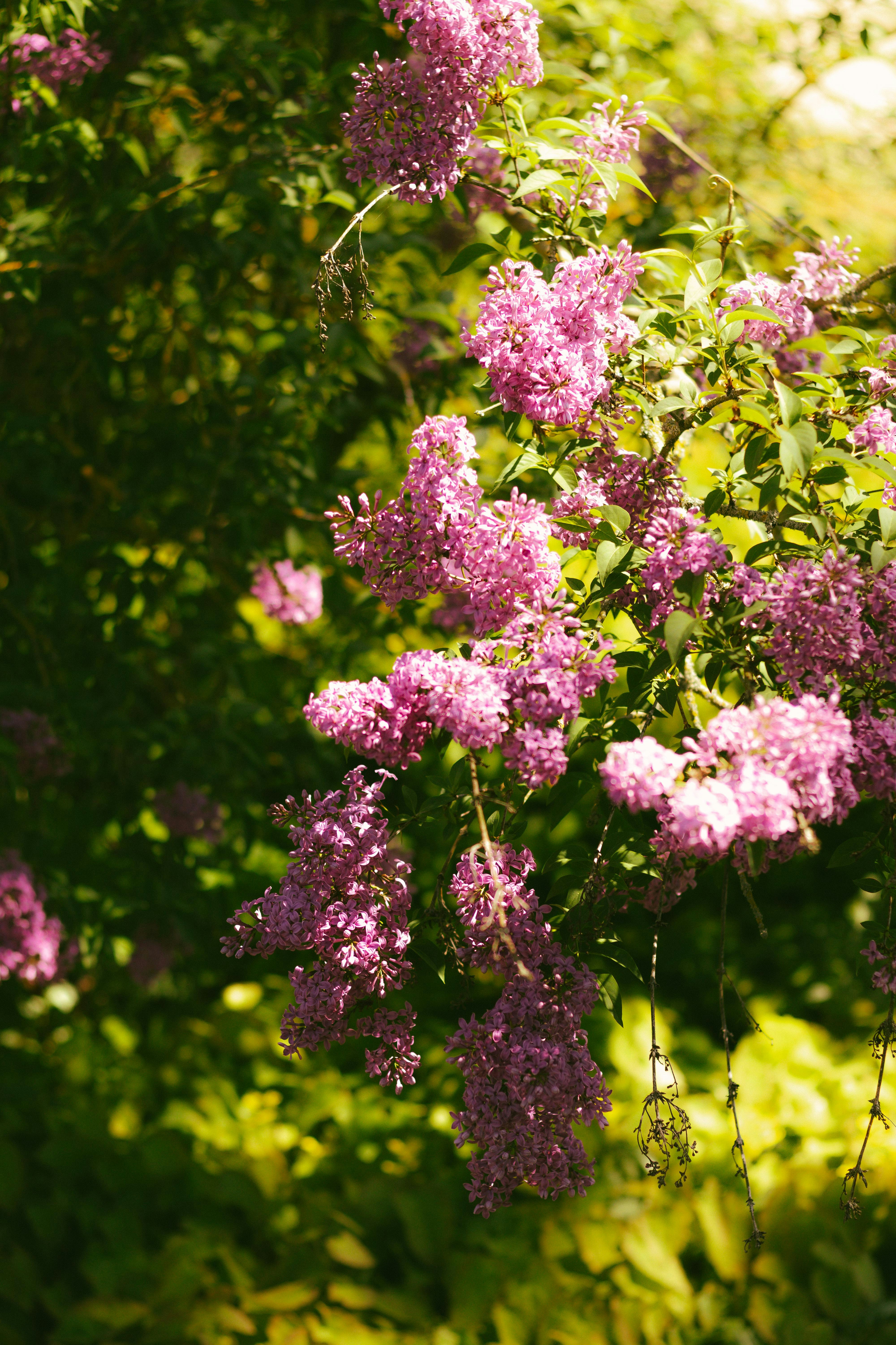 Photo by arlindphotography