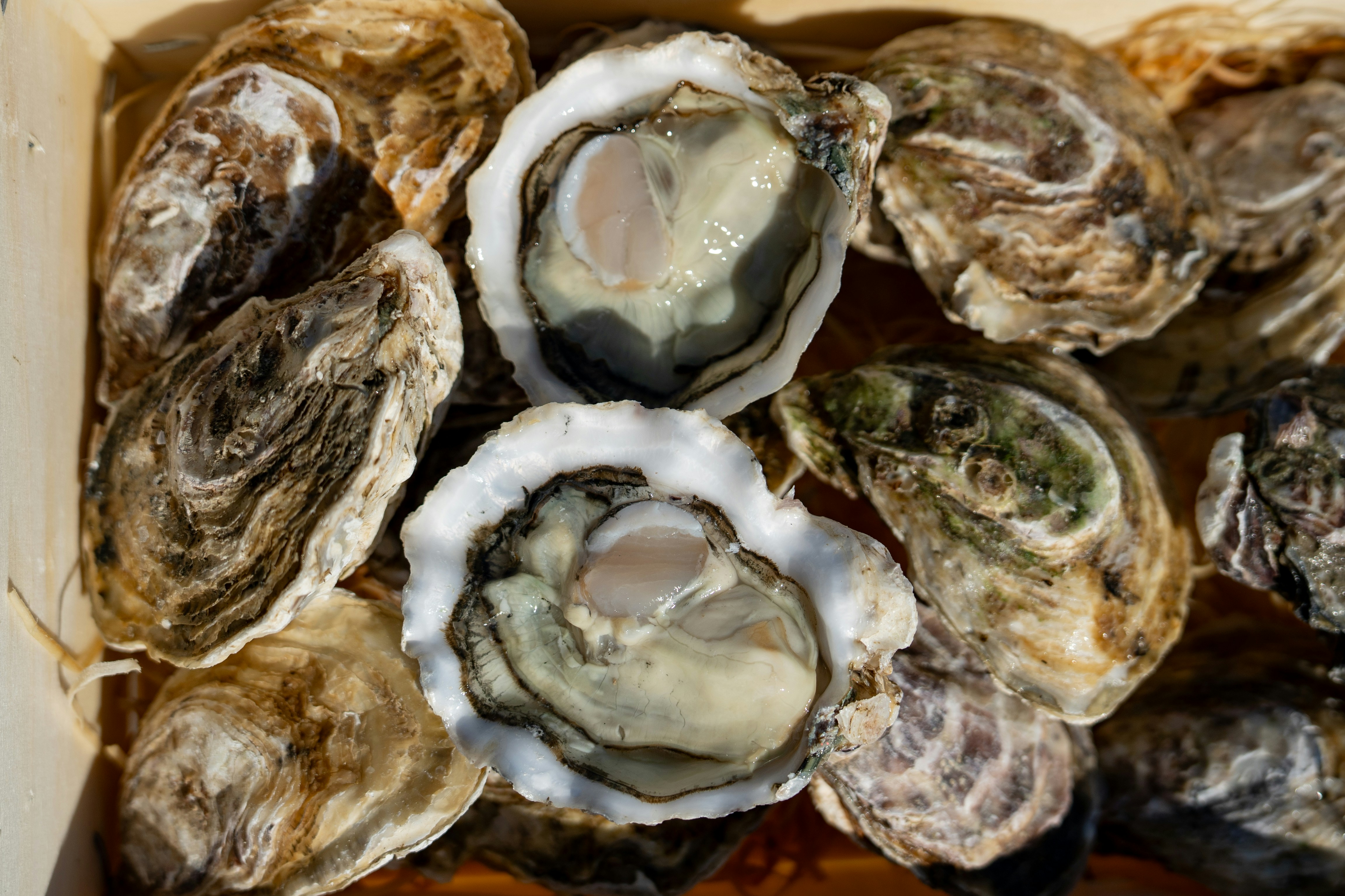 Photo by mitiliemitili