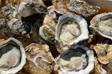 Fresh oysters: ready to be savored.