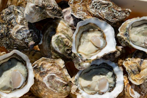 Fresh oysters: ready to be savored.