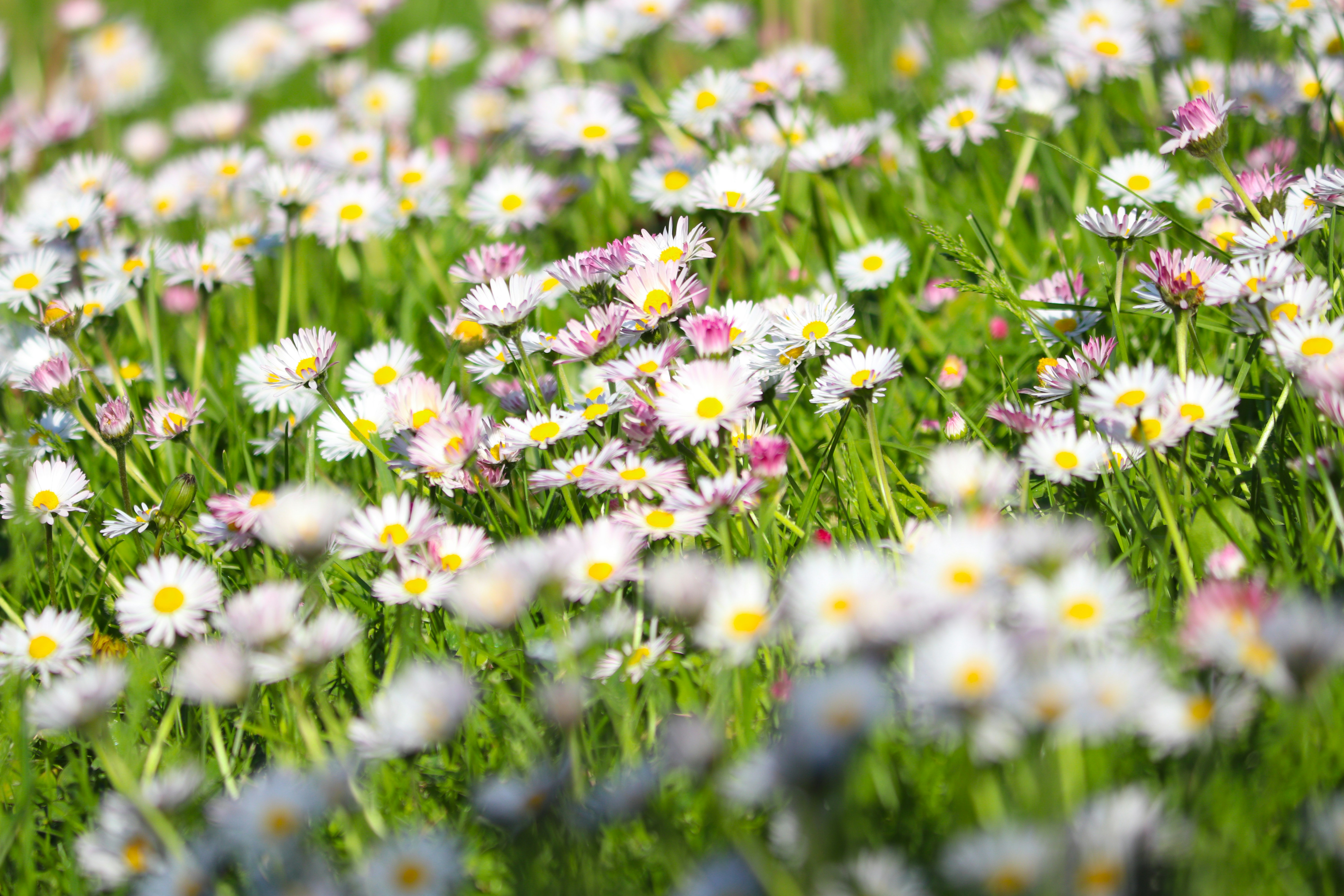 Photo by fotografialuivlad