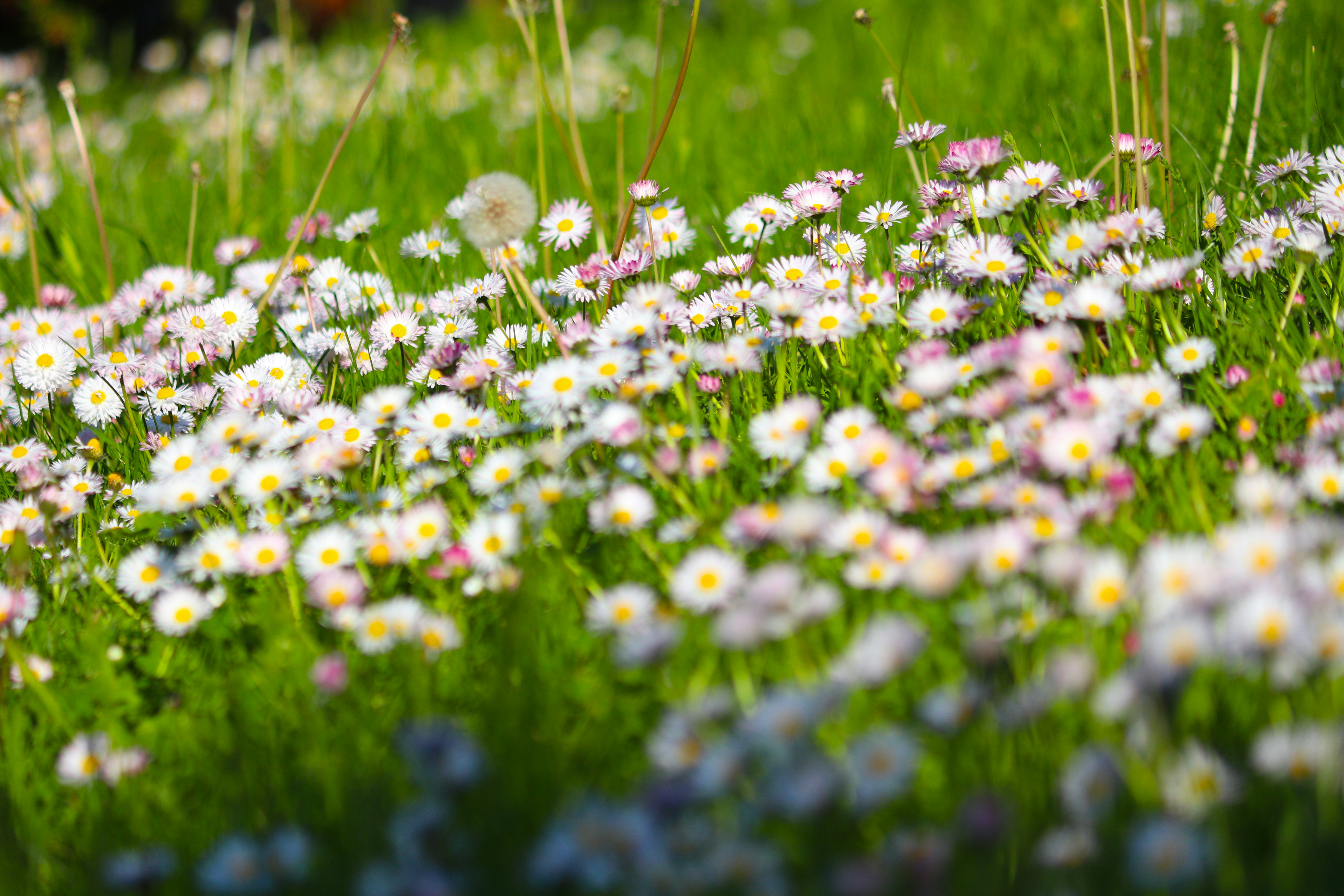 Photo by fotografialuivlad