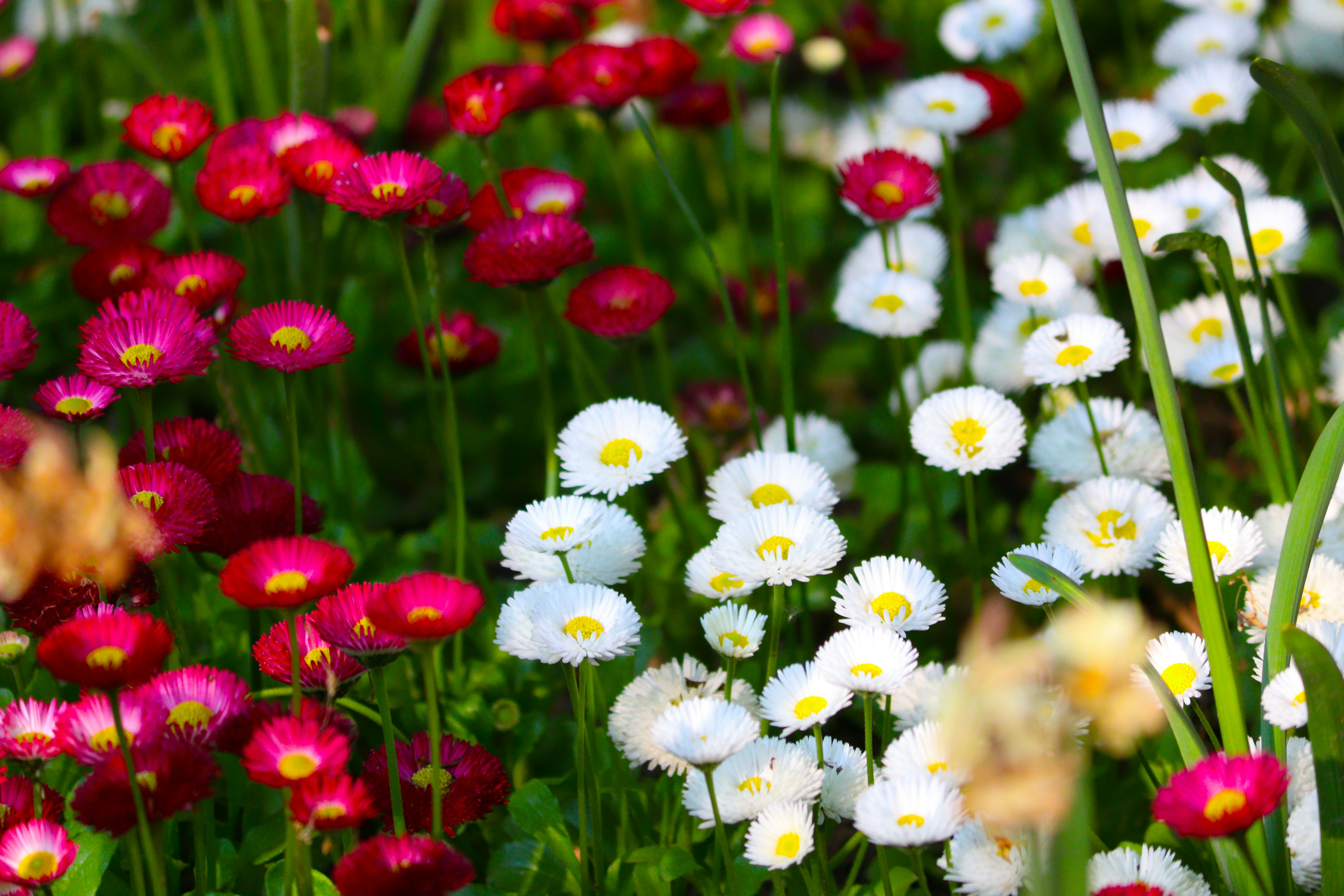 Photo by fotografialuivlad