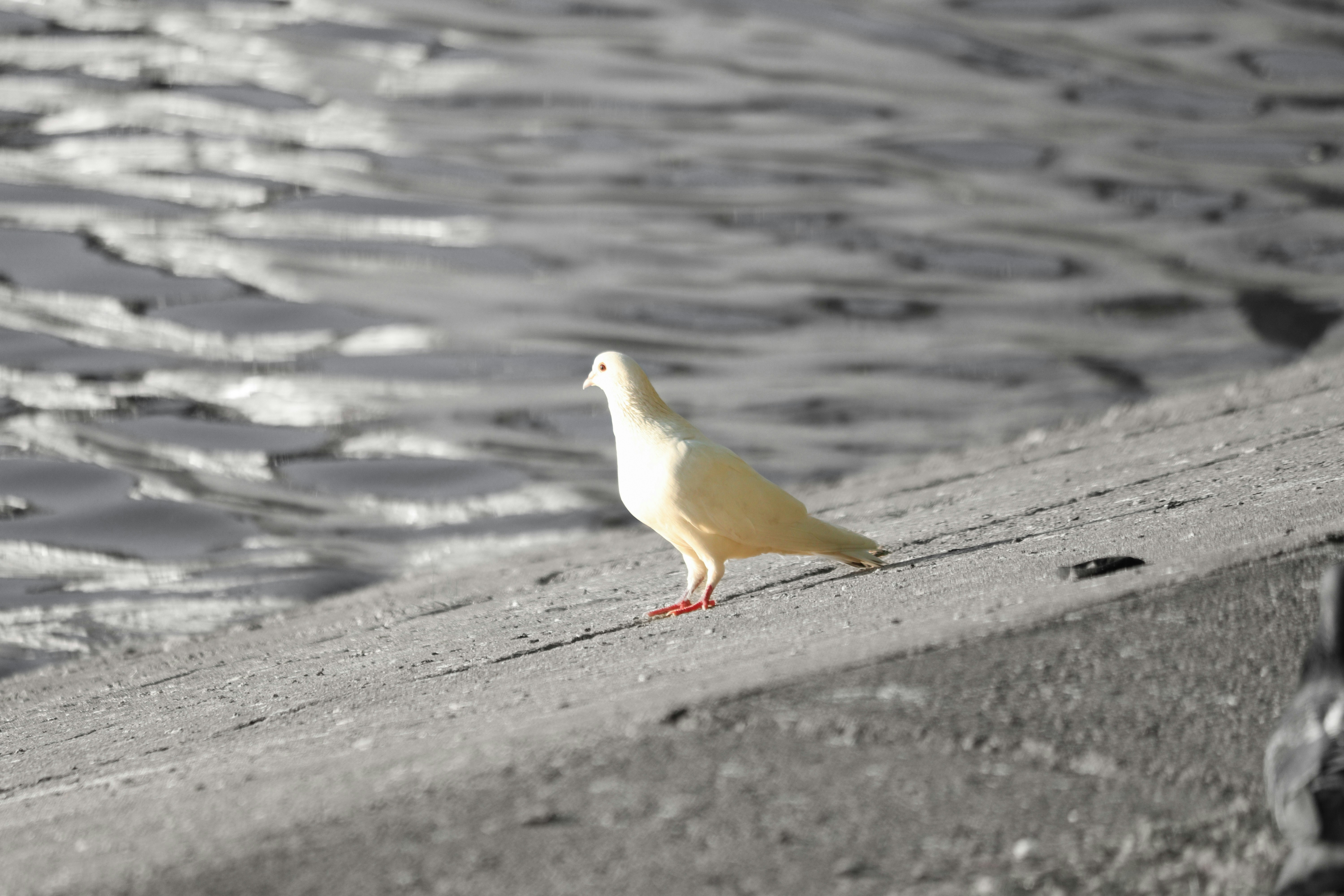 Photo by fotografialuivlad