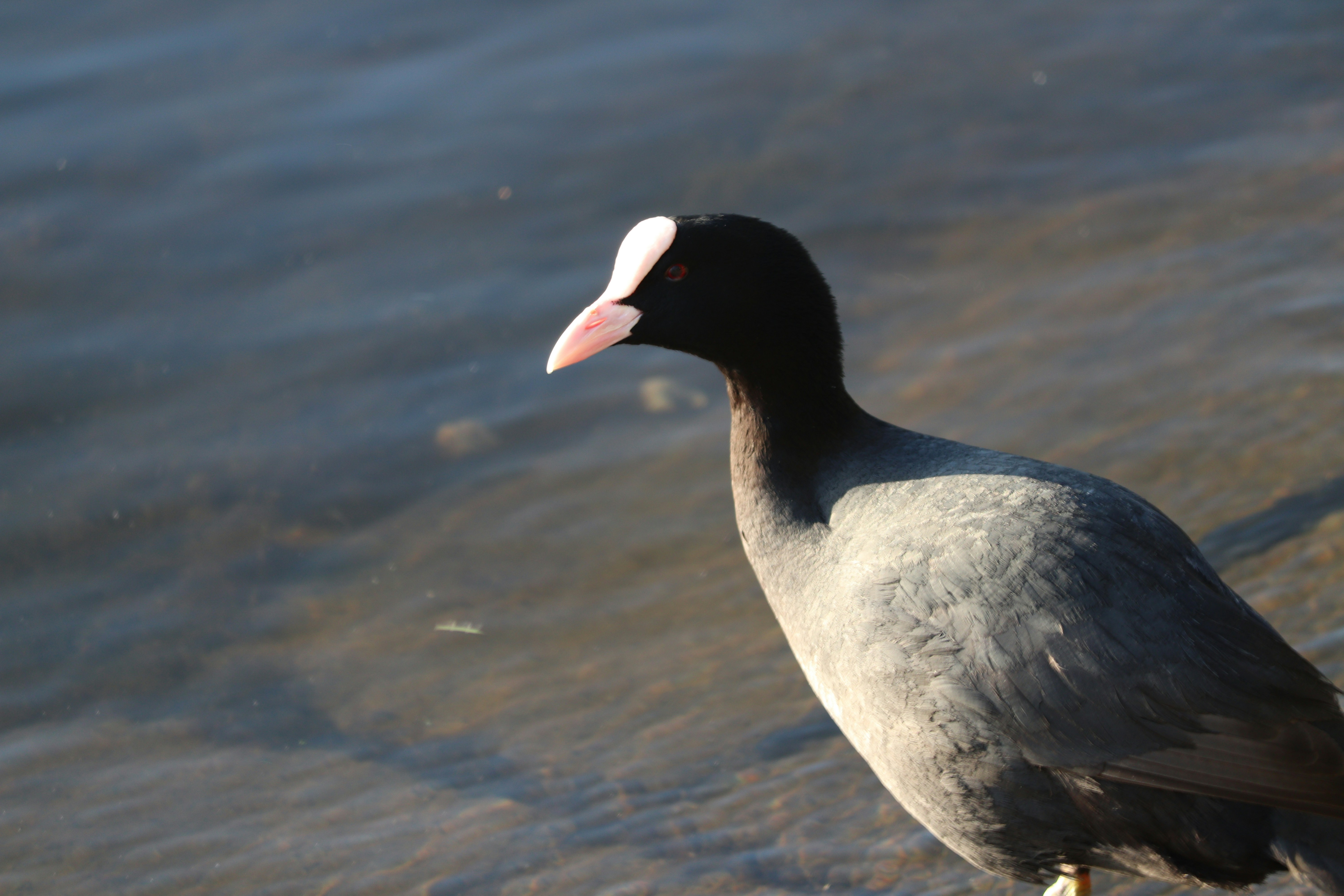 Photo by fotografialuivlad