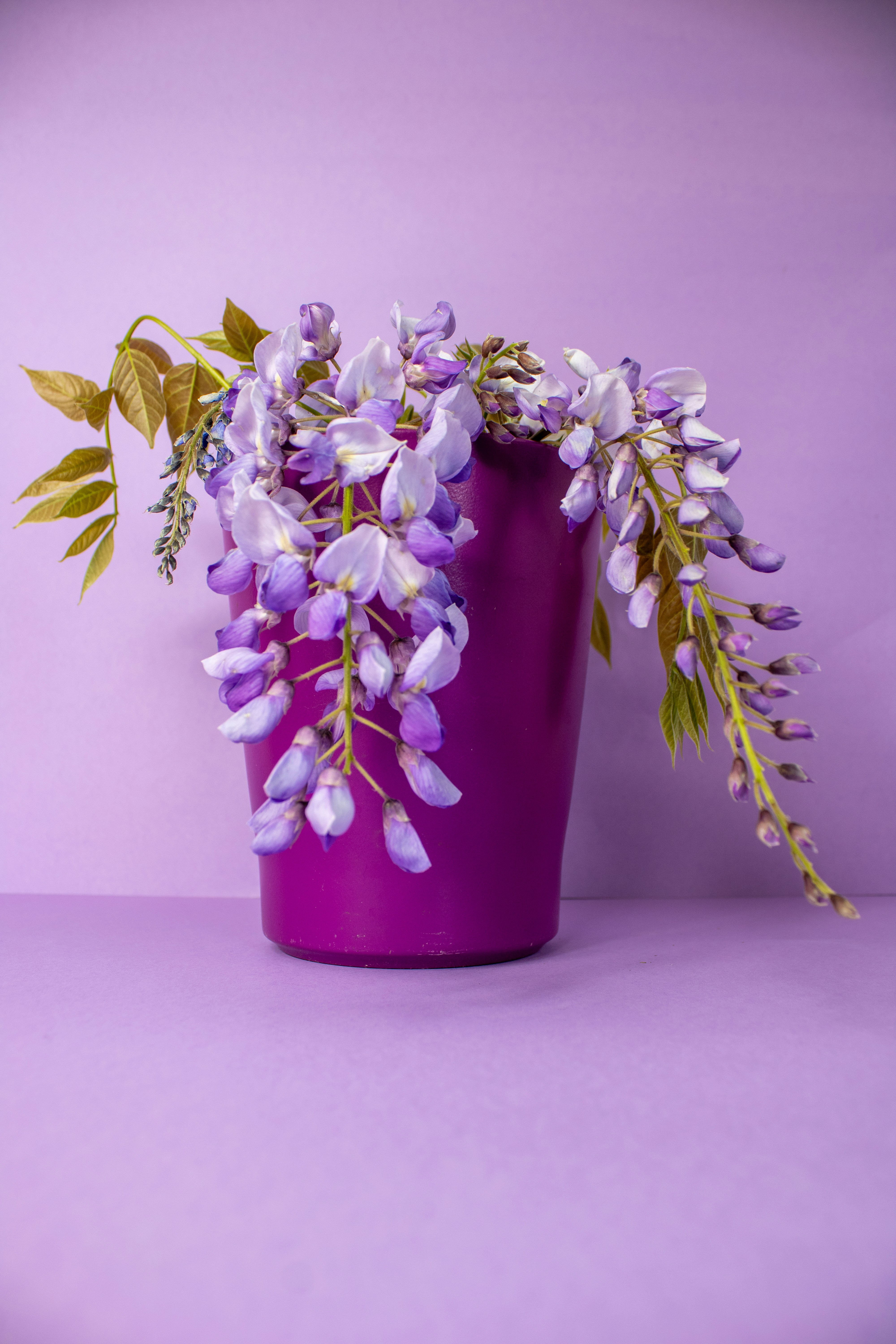 Purple wisteria flowers in a purple vase.