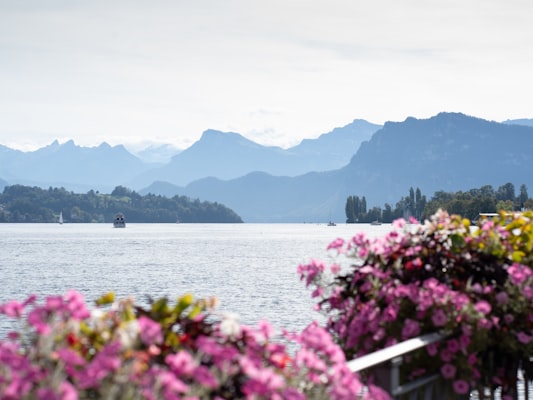 Vitznau am Vierwaldstättersee – Blick auf den See mit Bergpanorama und blühenden Blumen am Ufer