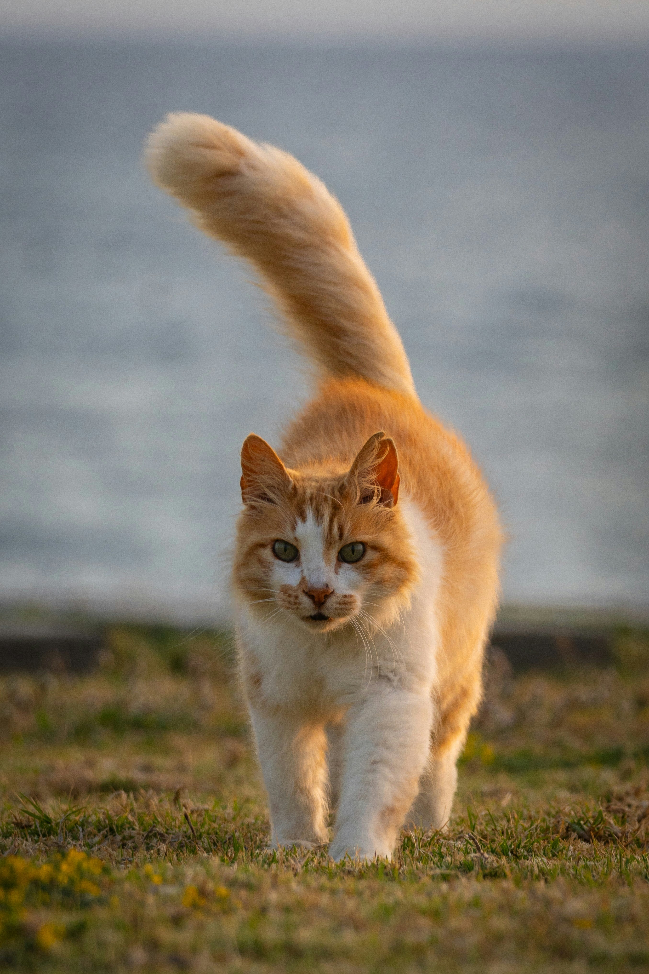 The Mighty Tail That Defies Logic (image credits: unsplash)
