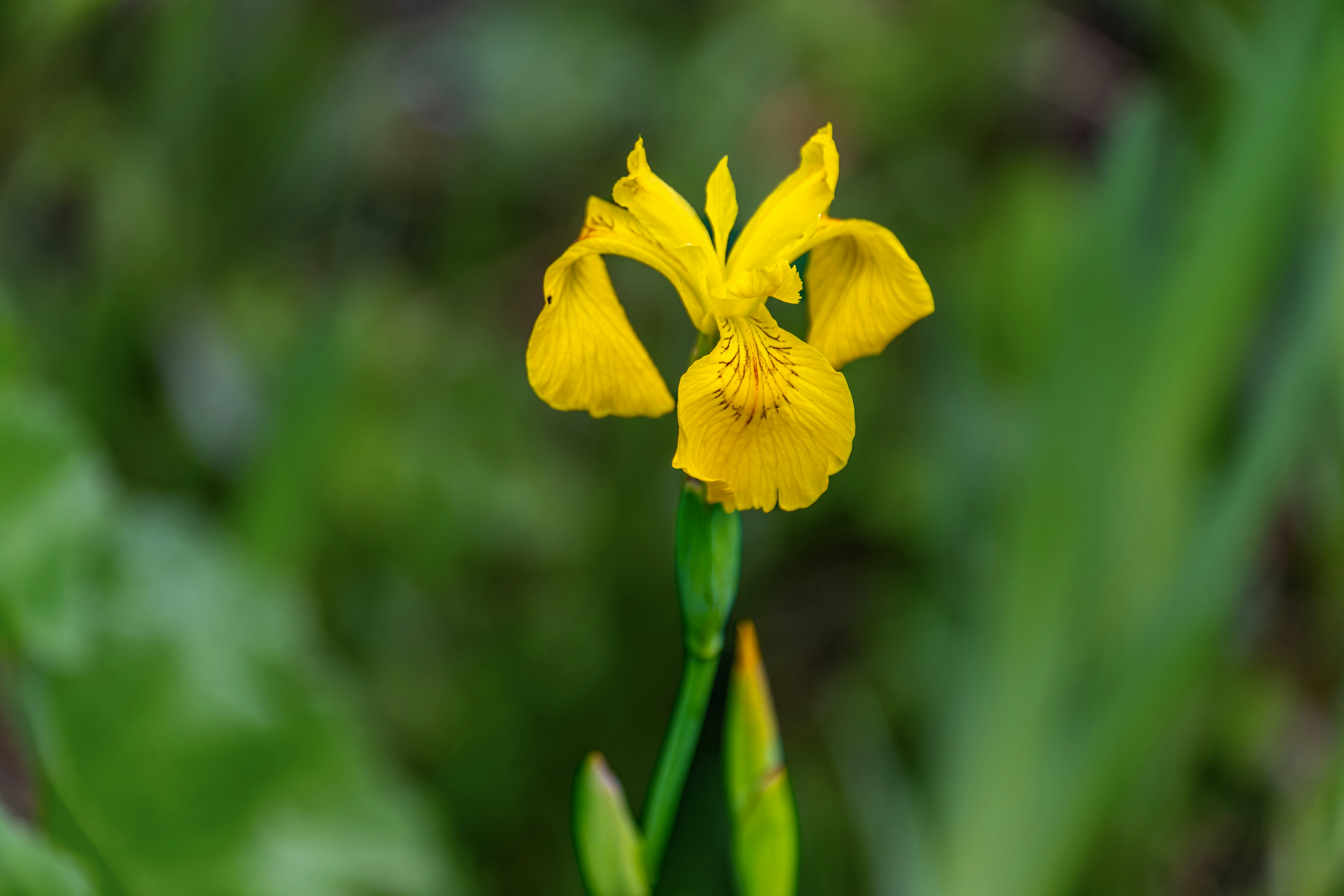 Photo by siegfriedpoepperl