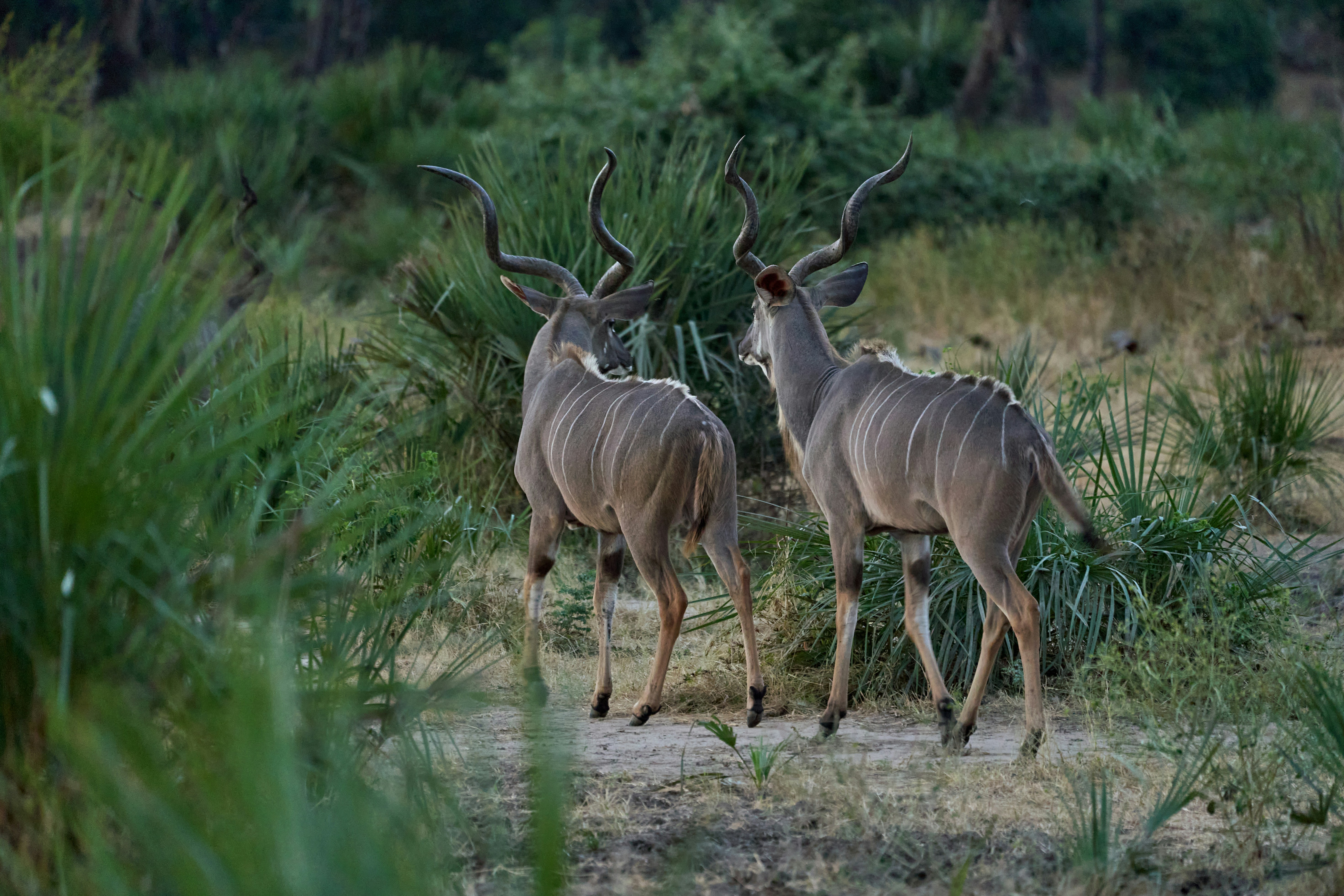 Kudus in Lower Zambezi National Park, Zambia