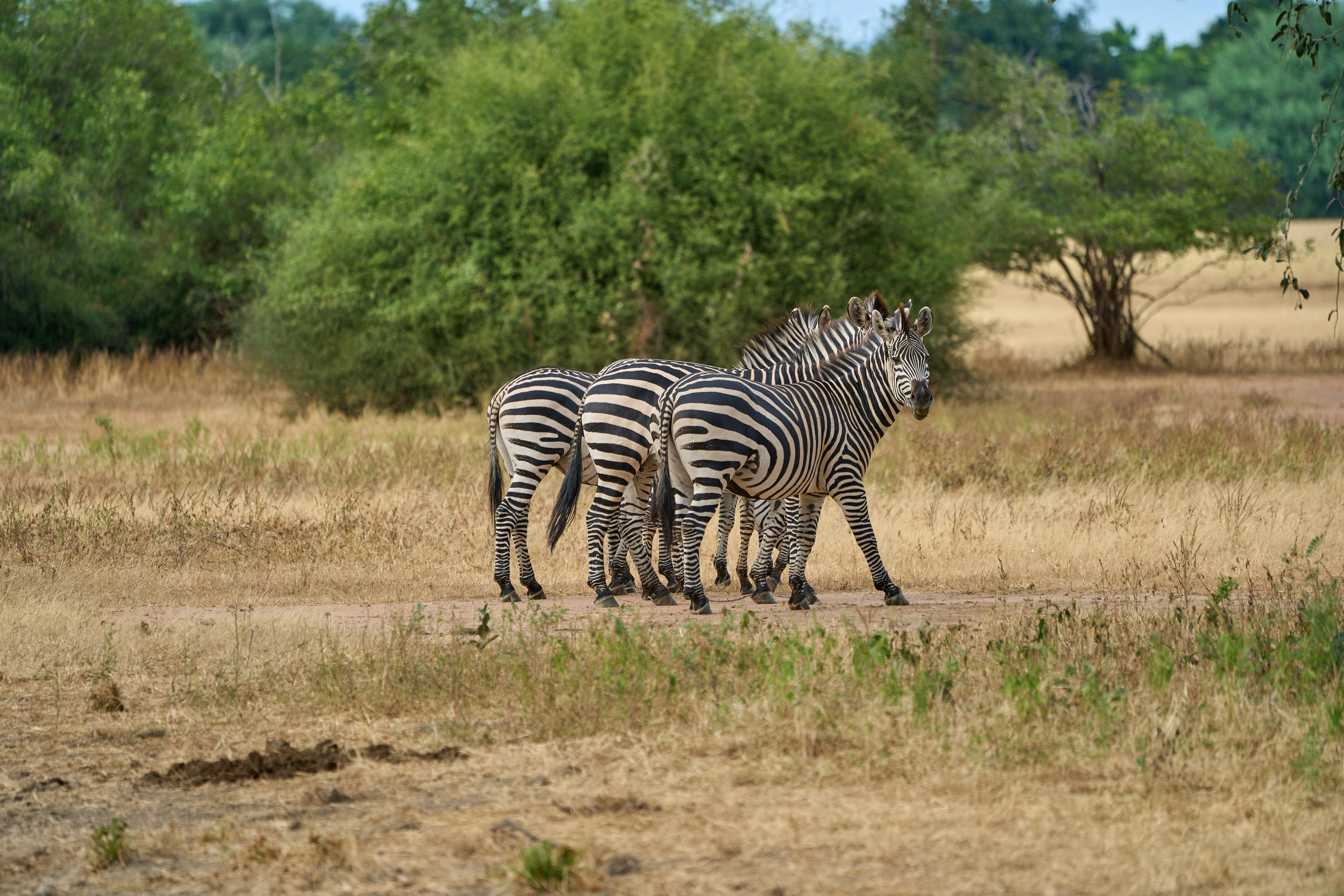 Zebras in Lower Zambezi National Park, Zambia