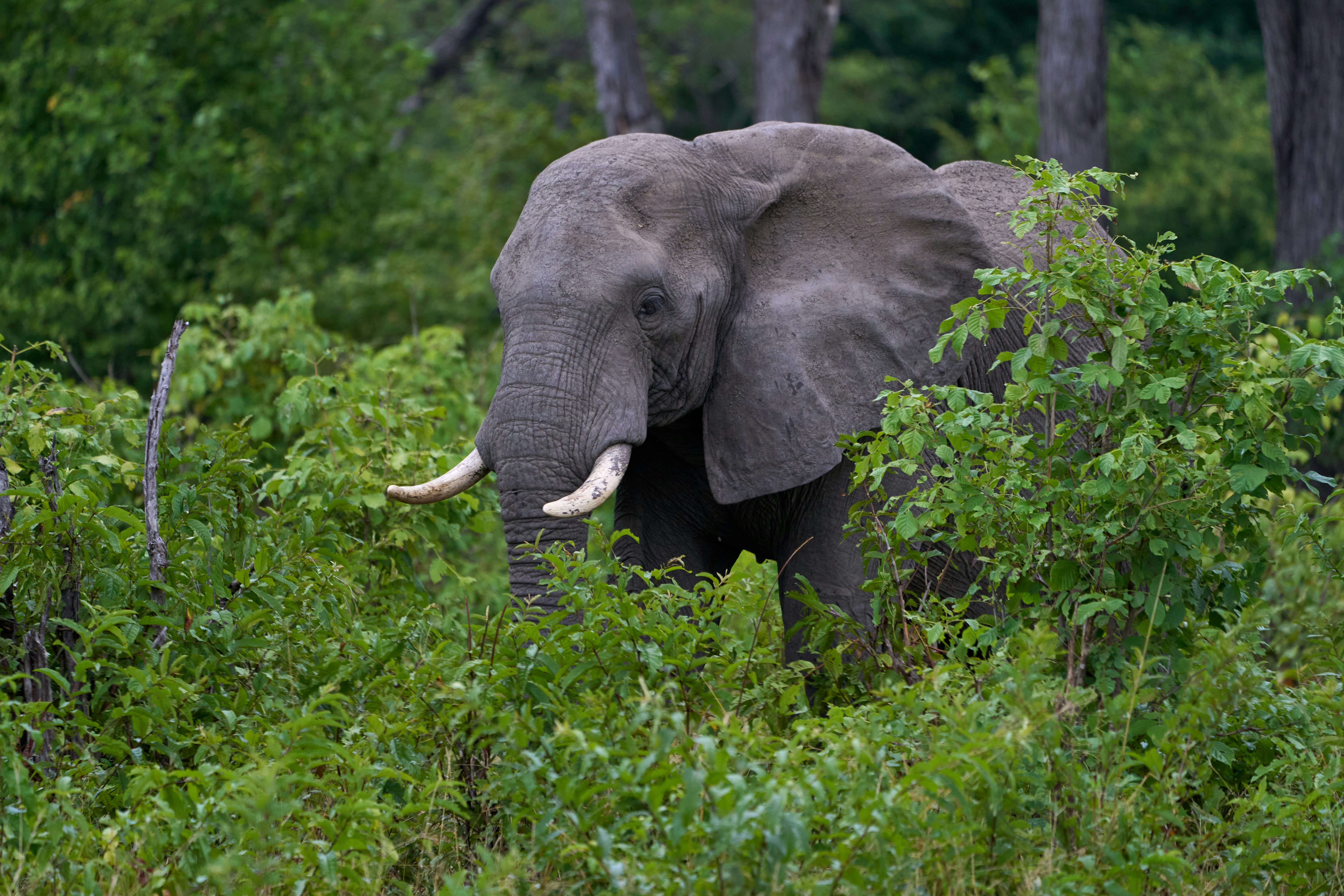 Lower Zambezi, Zambia - Elephant in Lower Zambezi National Park, Zambia