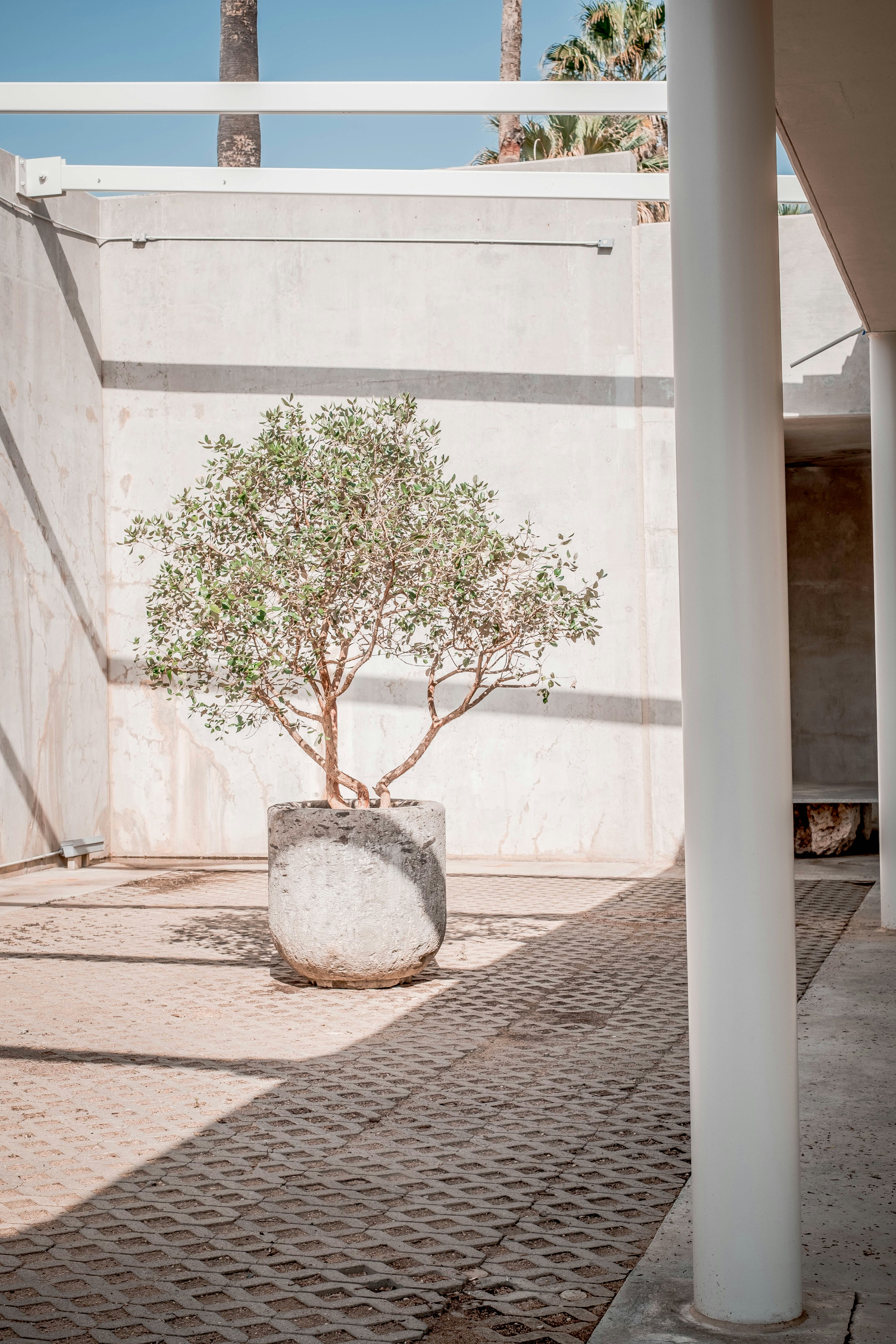 A tree sits in a planter in a courtyard.