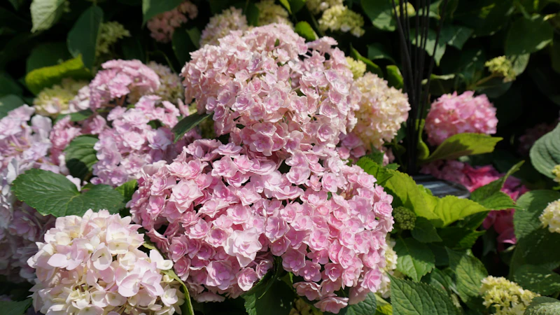 Pink and light pink hydrangea flowers in full bloom