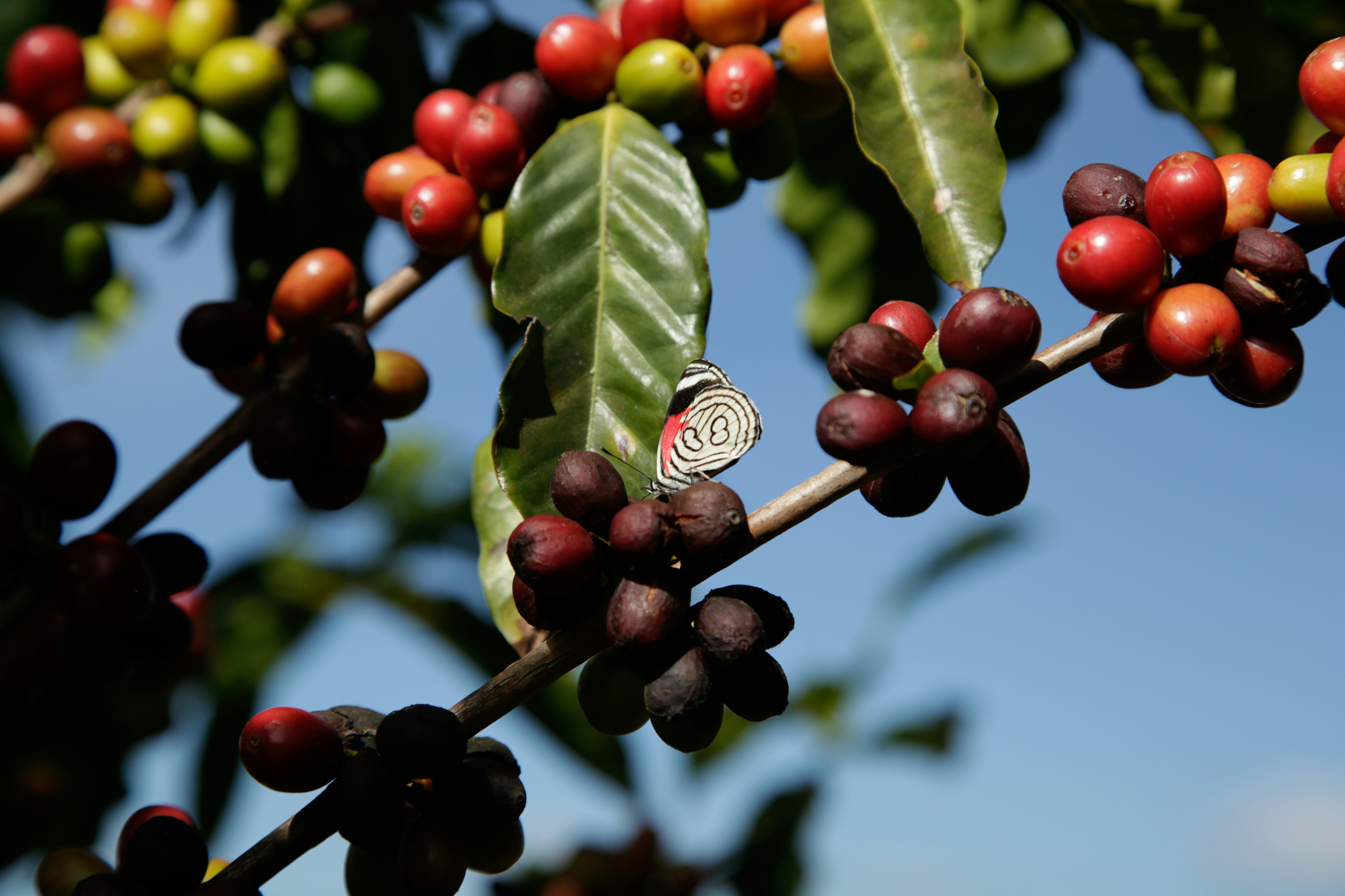 Photo by projetocafegatomourisco