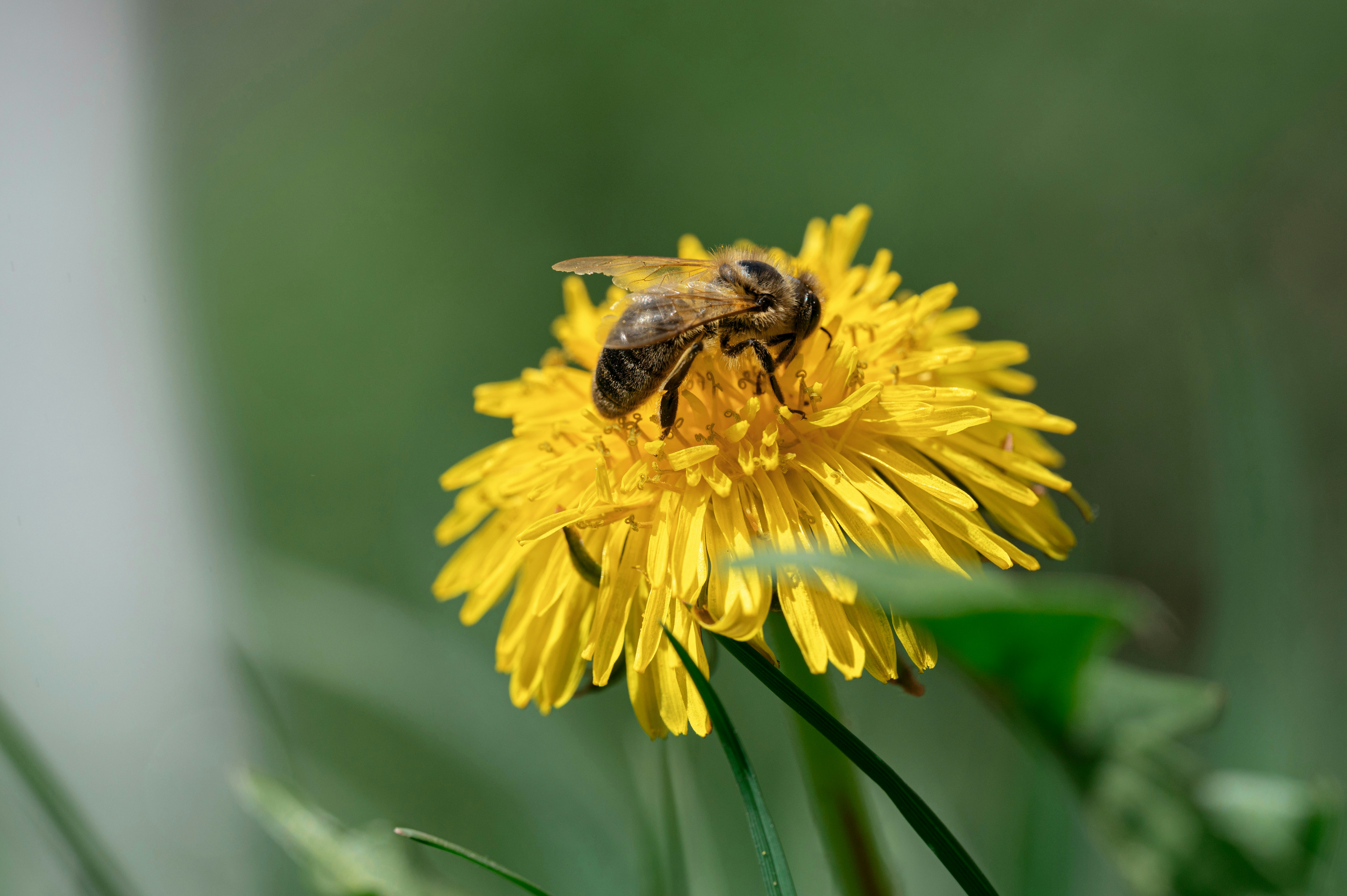 The Bee's Dance Language (image credits: unsplash)
