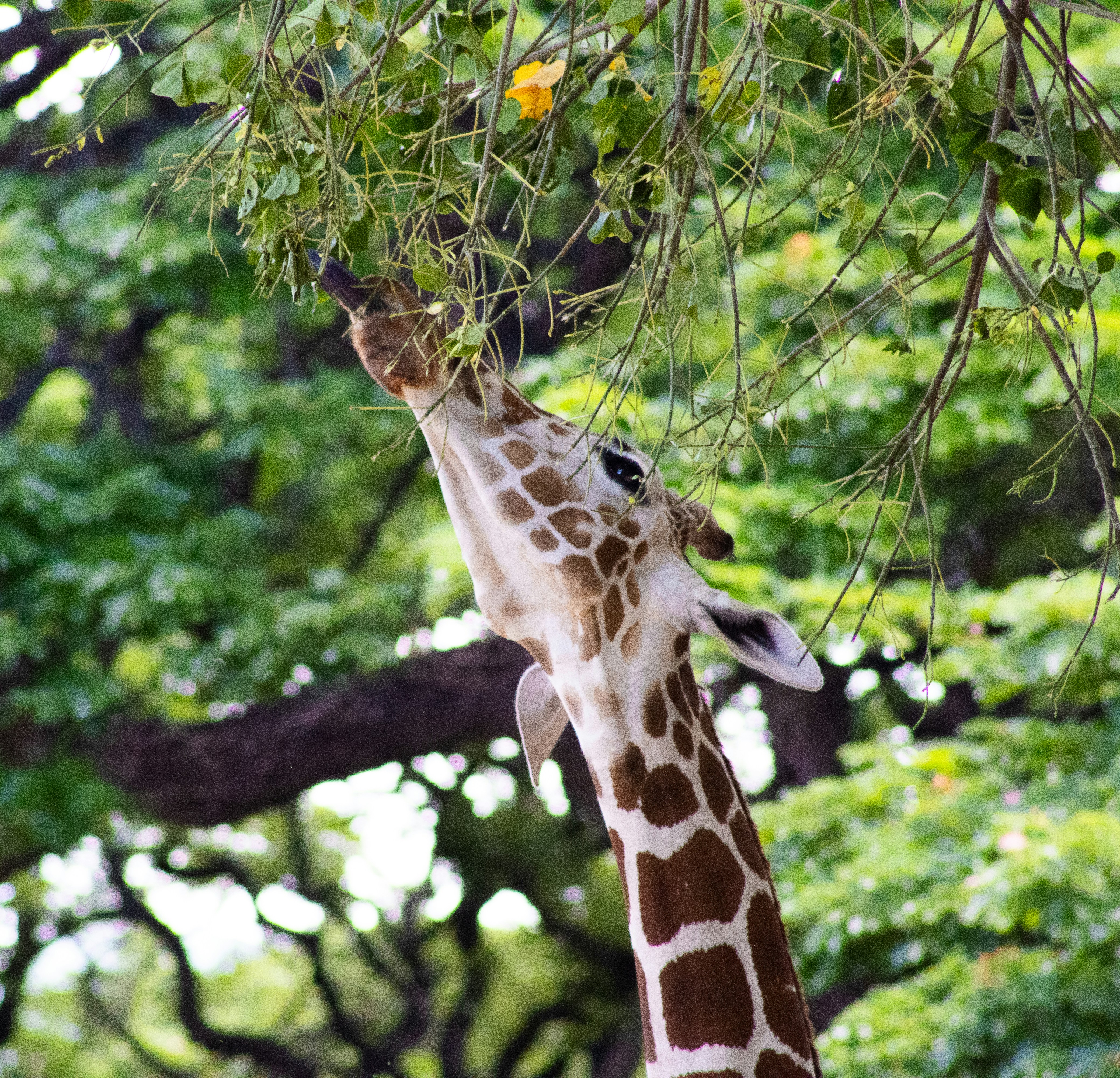 They're Essentially Insomniacs by Human Standards (image credits: unsplash)