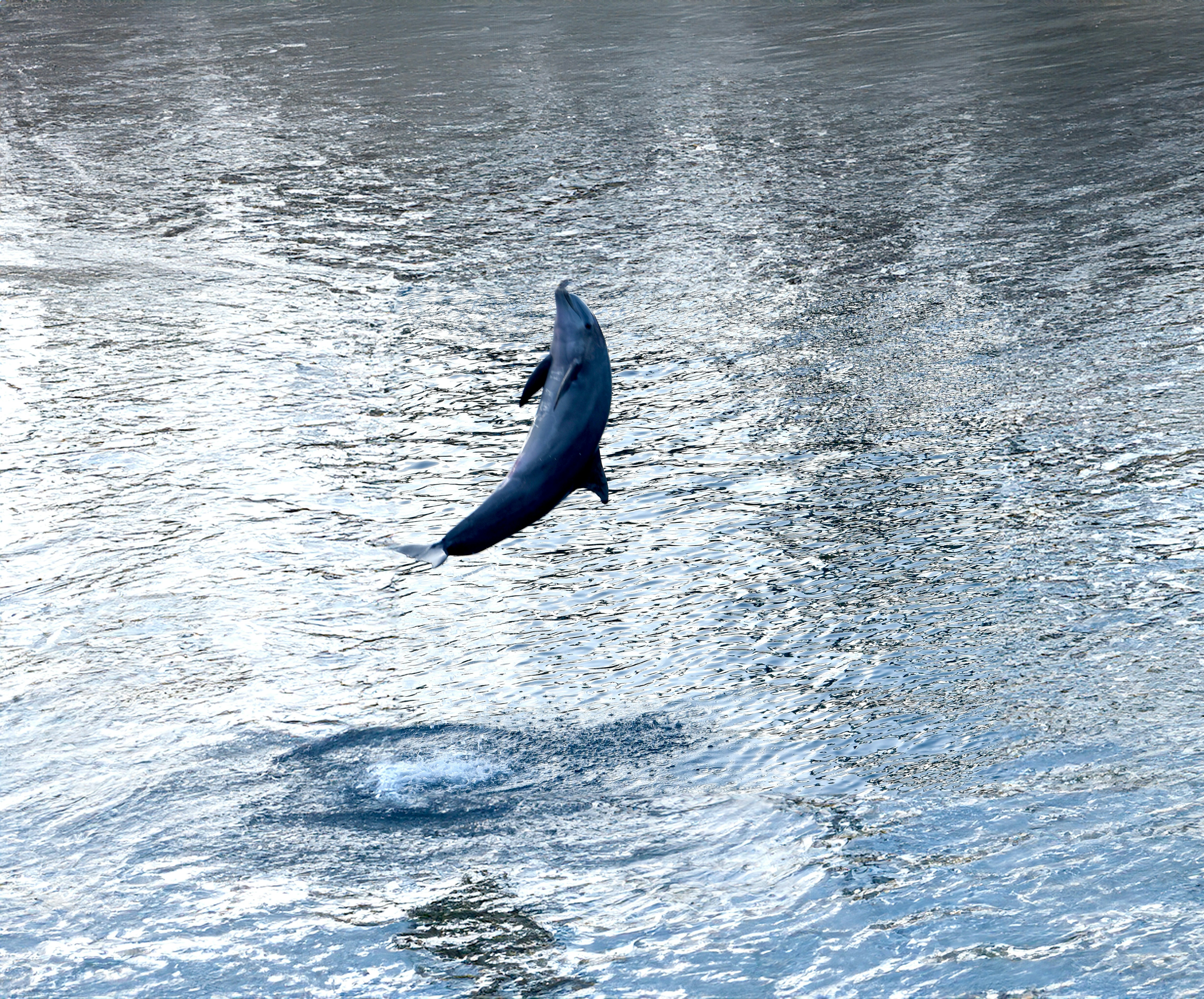 A dolphin leaps from the ocean's shimmering surface.