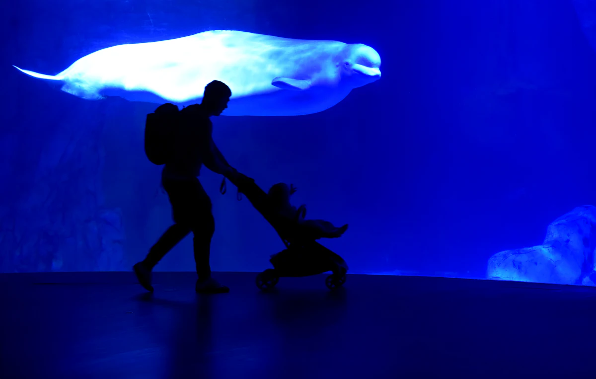 Un père et son enfant qui regardent un béluga dans un aquarium