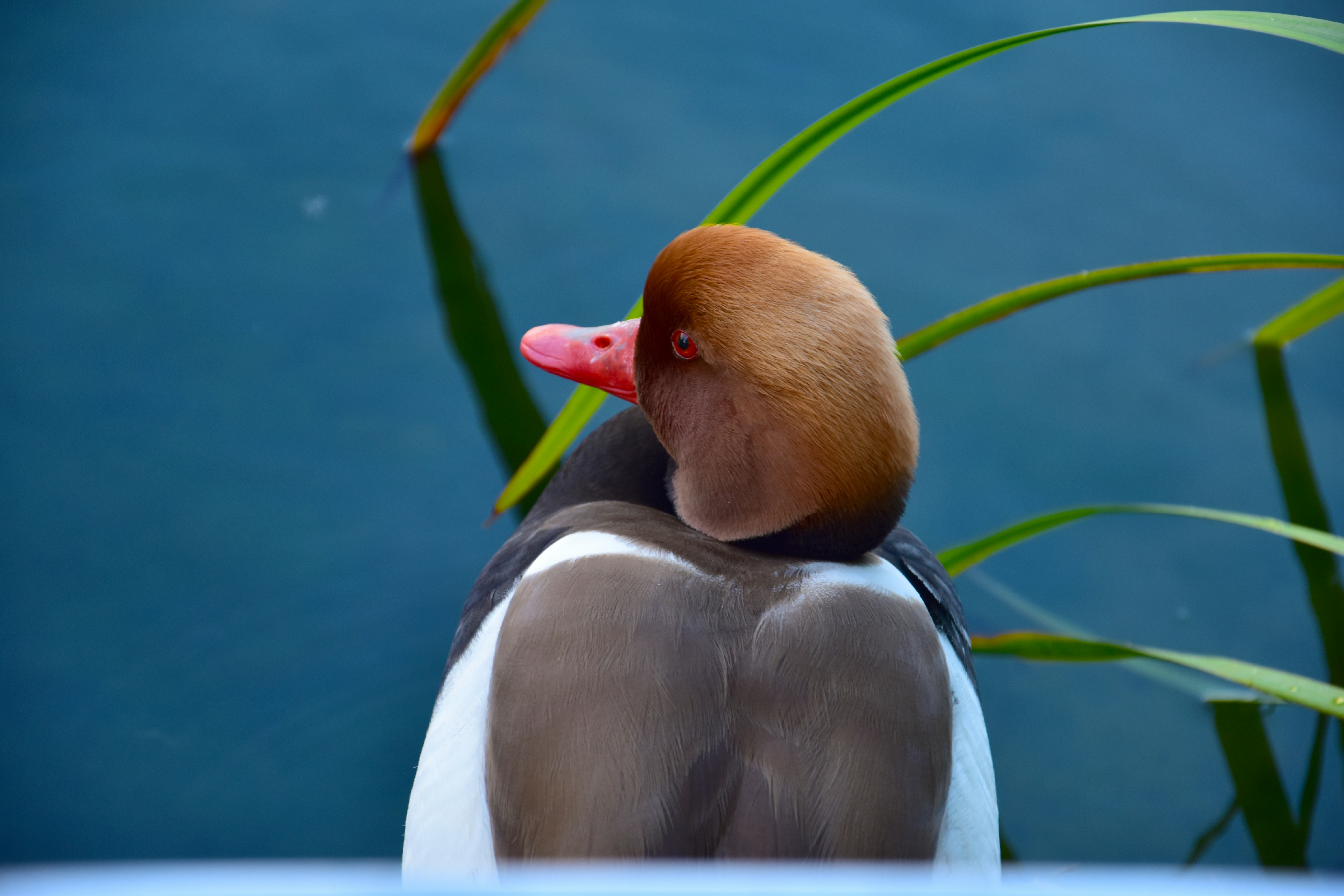 A red-crested pochard rests by the water.
