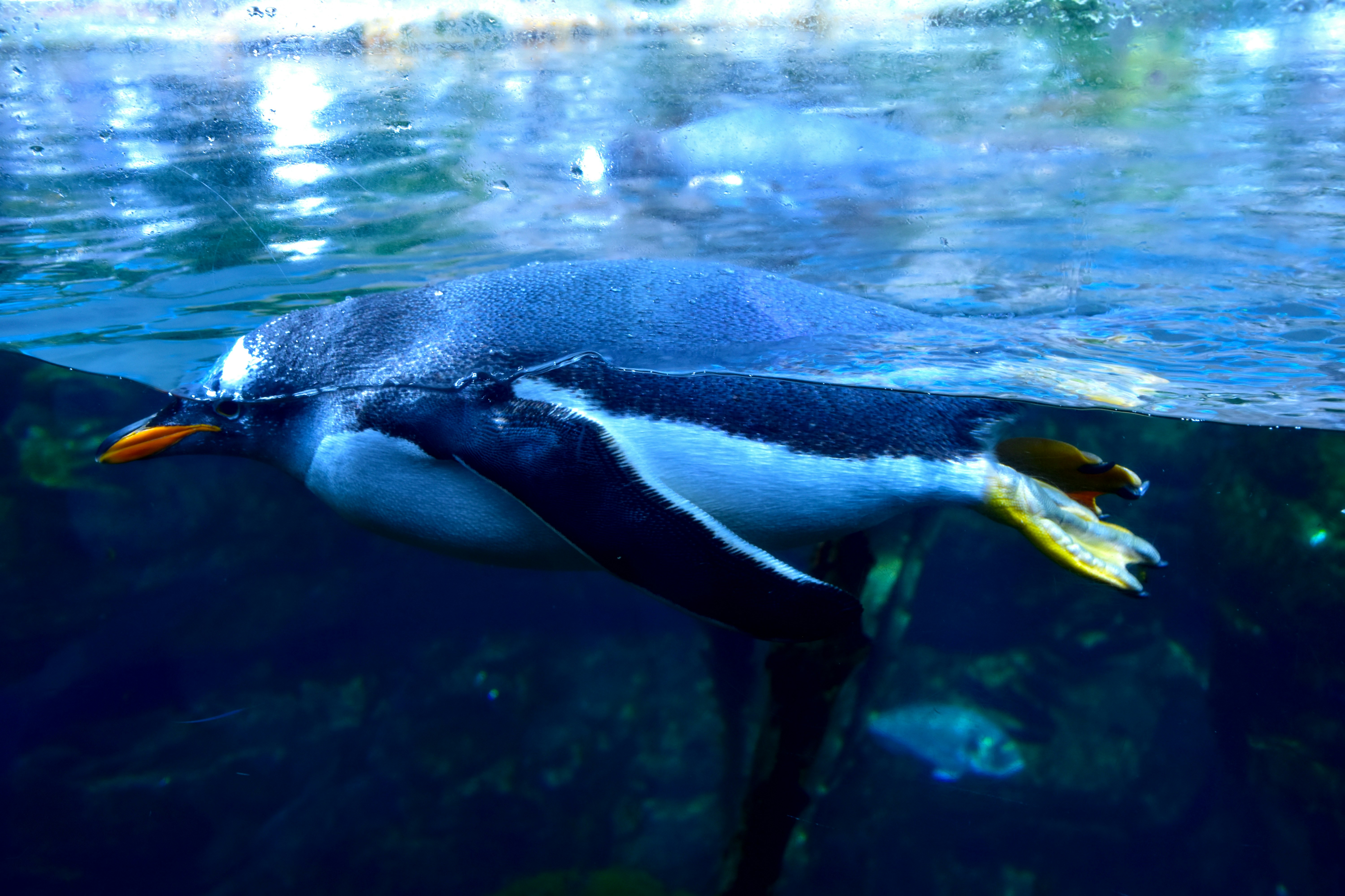 A penguin swims underwater, partially visible.