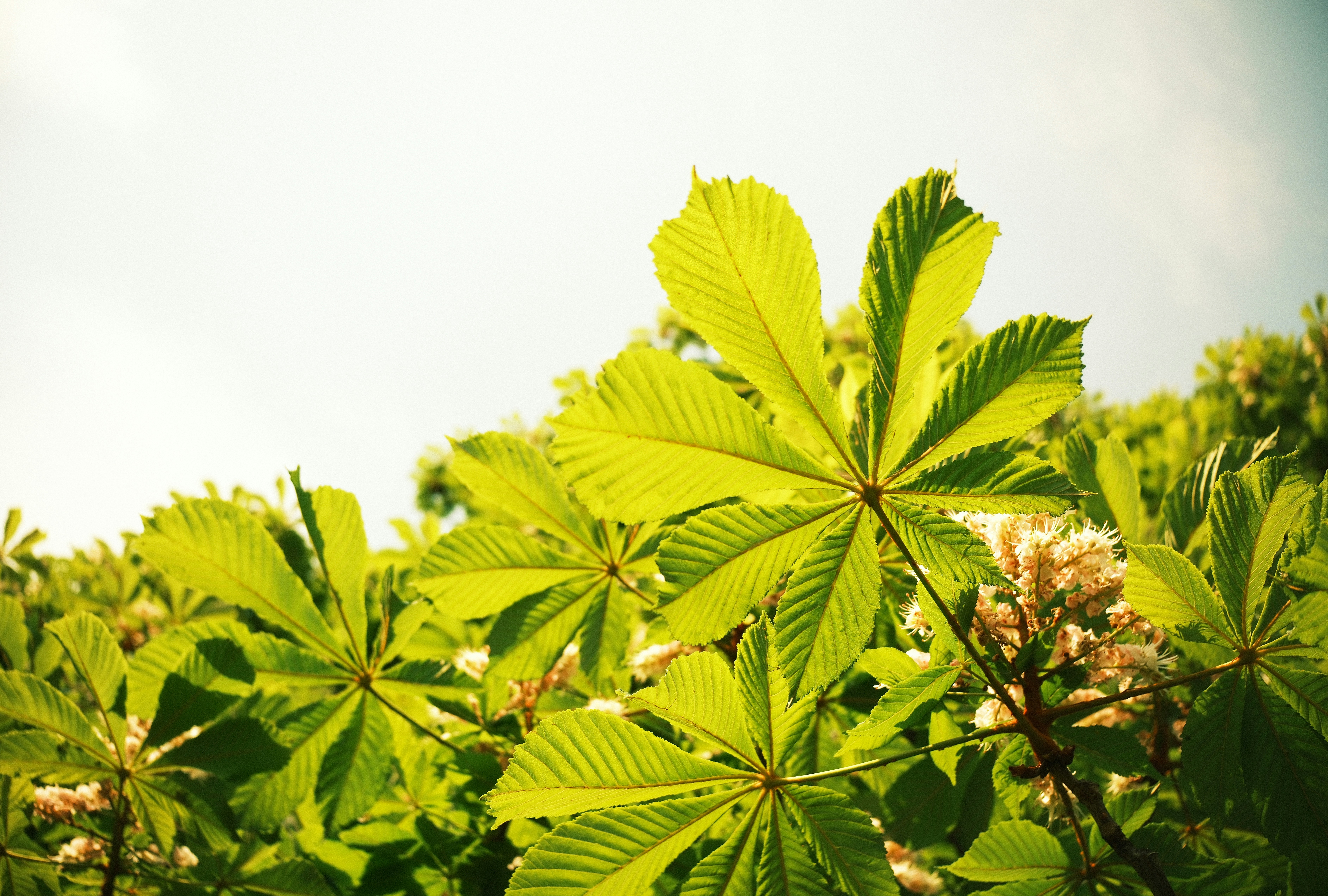 Horse Chestnut for Varicose Veins: What the Data Actually Shows