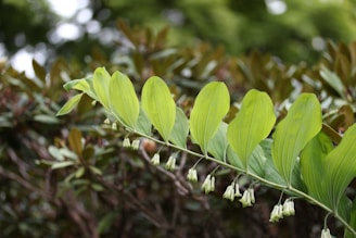 Green plant with white flowers in soft focus.