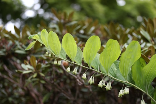 Green plant with white flowers in soft focus.