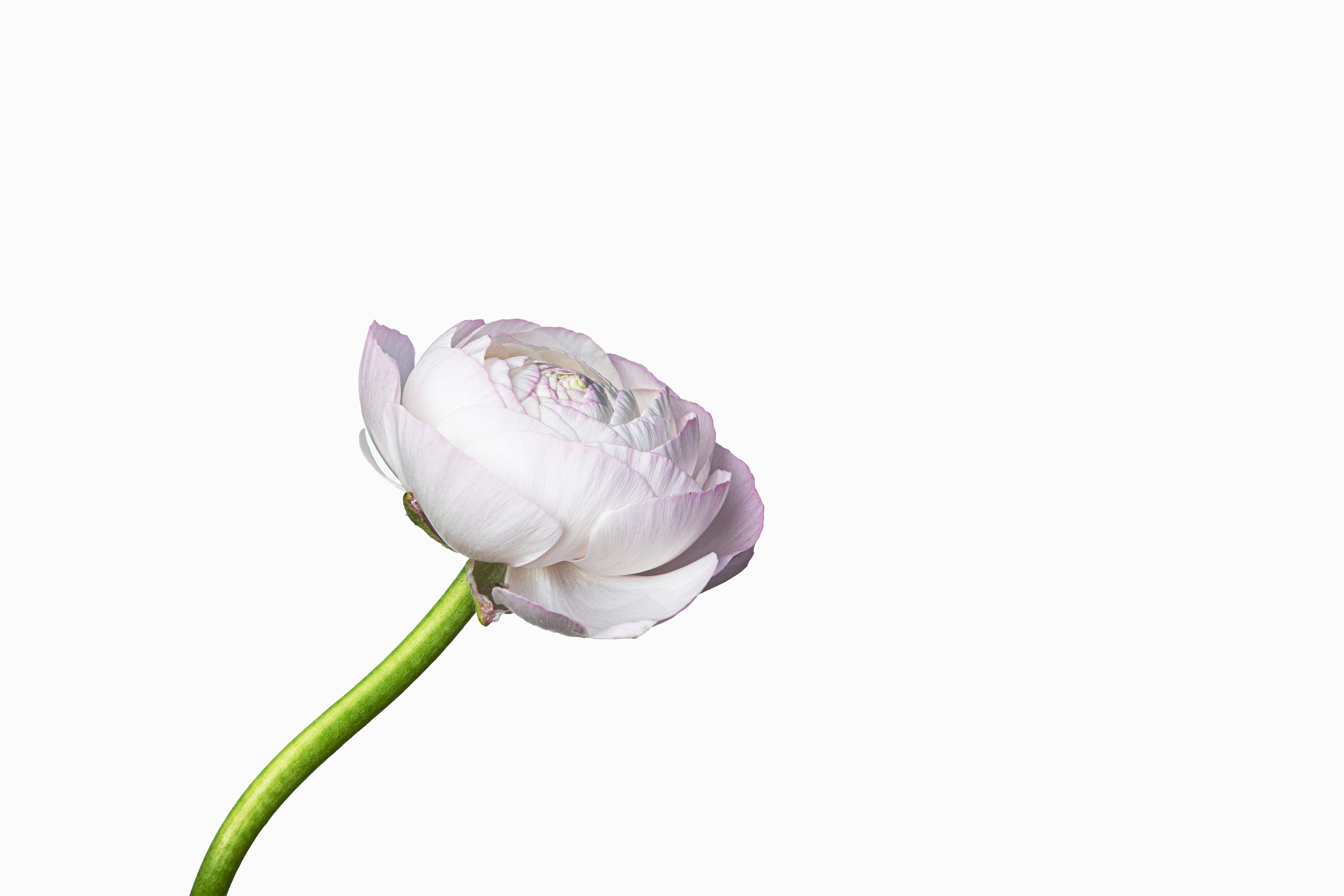 pastel aesthetic wallpaper, wallpaper, Bisnis Ria Ricis: Peluang, Strategi, dan Inspirasi 5