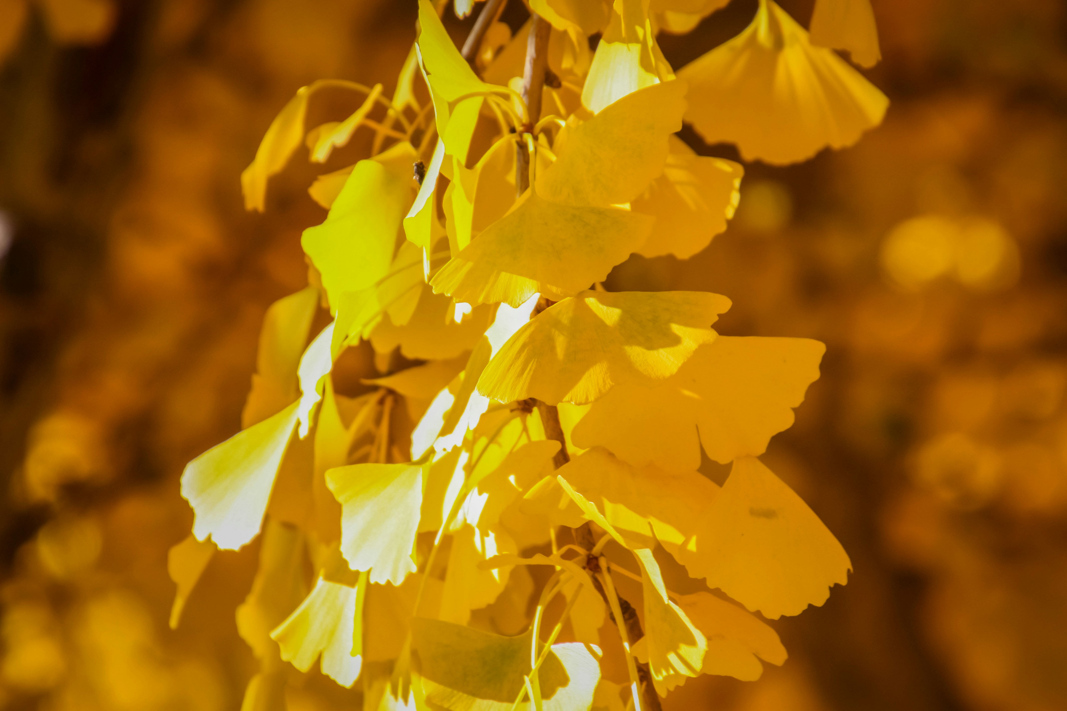 Photo by anthonyaird