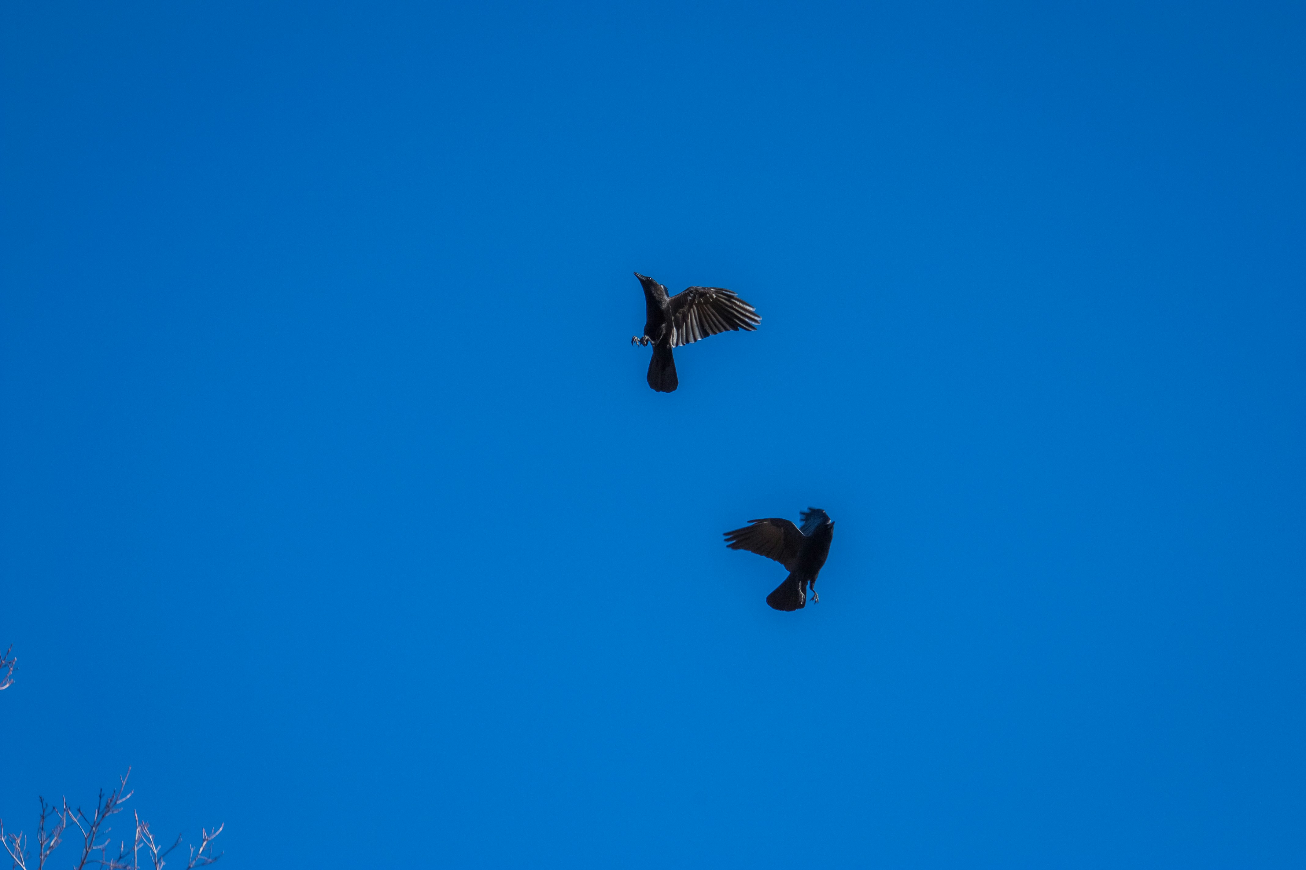 Photo by anthonyaird