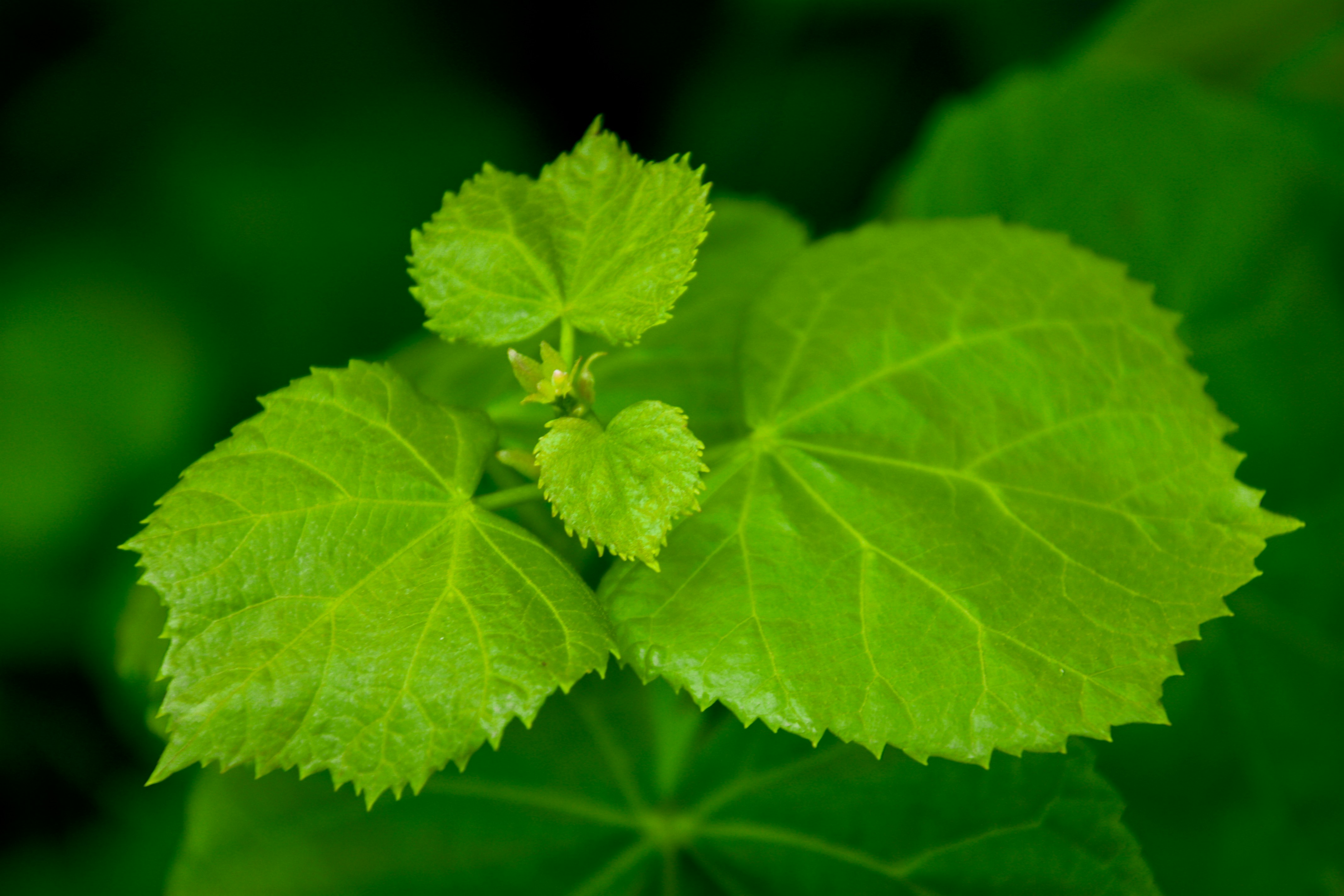 Photo by anthonyaird